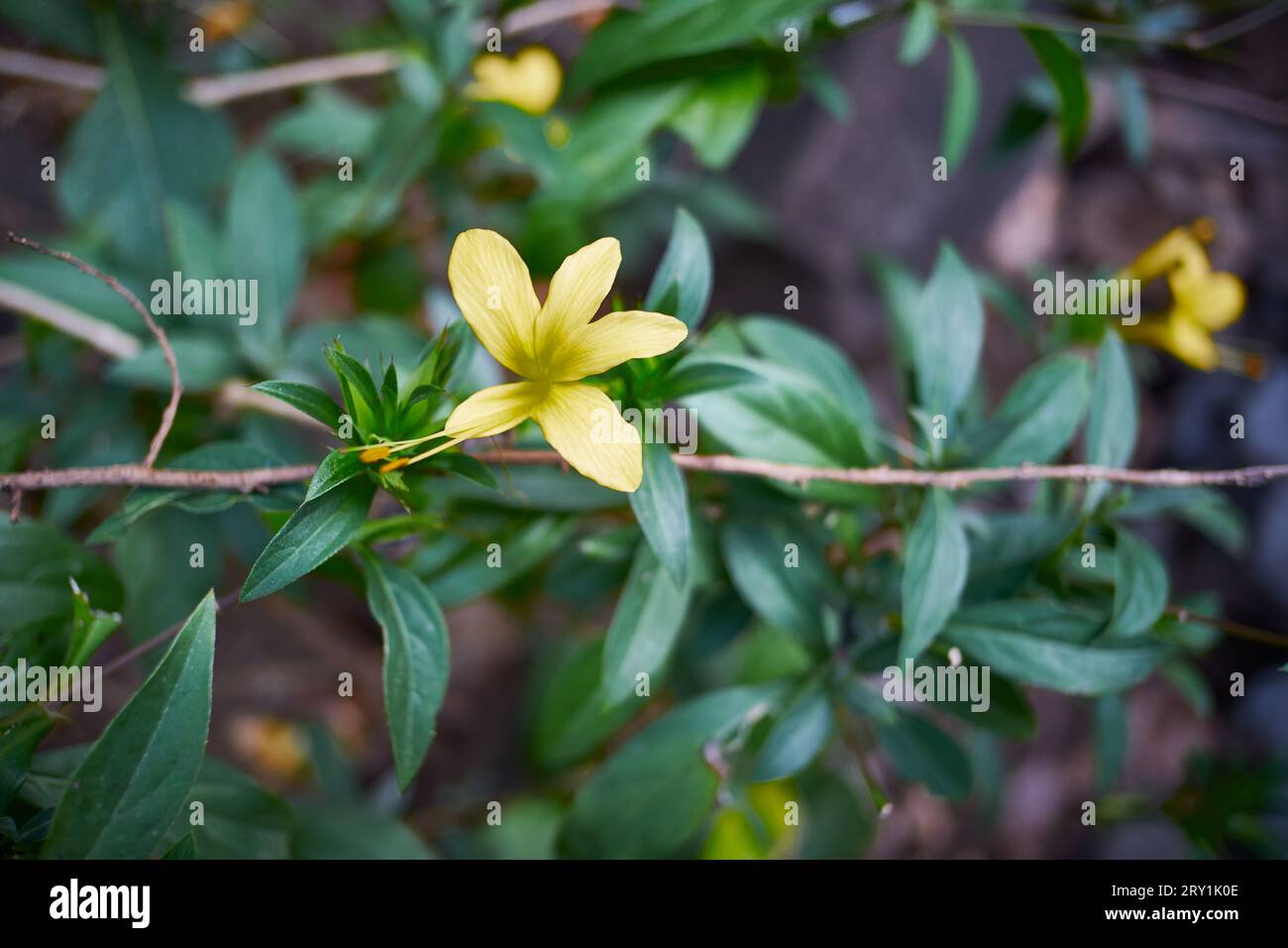 Kaate Koranti, connue sous son nom scientifique de Barleria cuspidata. Banque D'Images