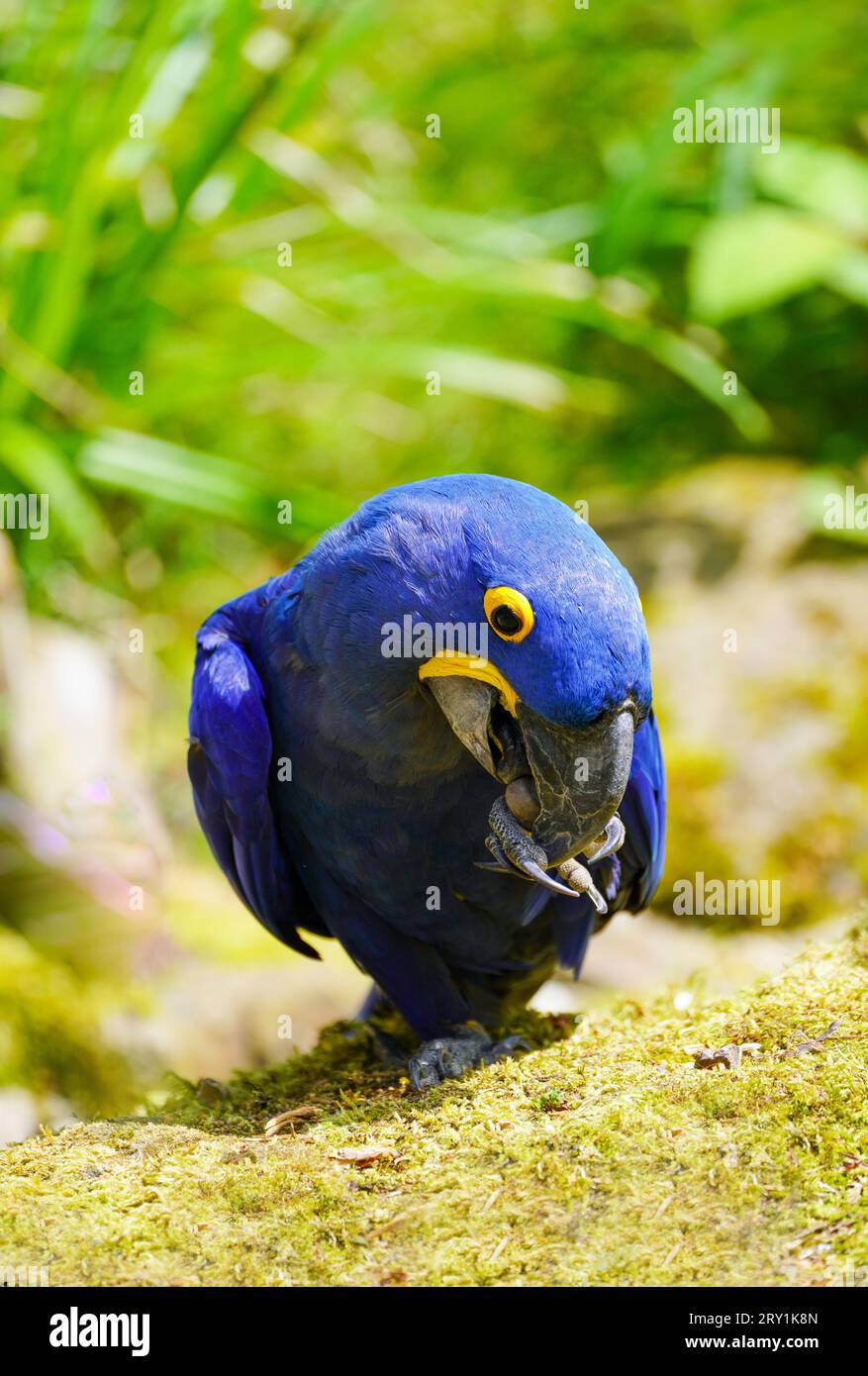 Portrait d'un Macaw bleu. Gros plan oiseau. Perroquet avec plumage bleu vif. Banque D'Images