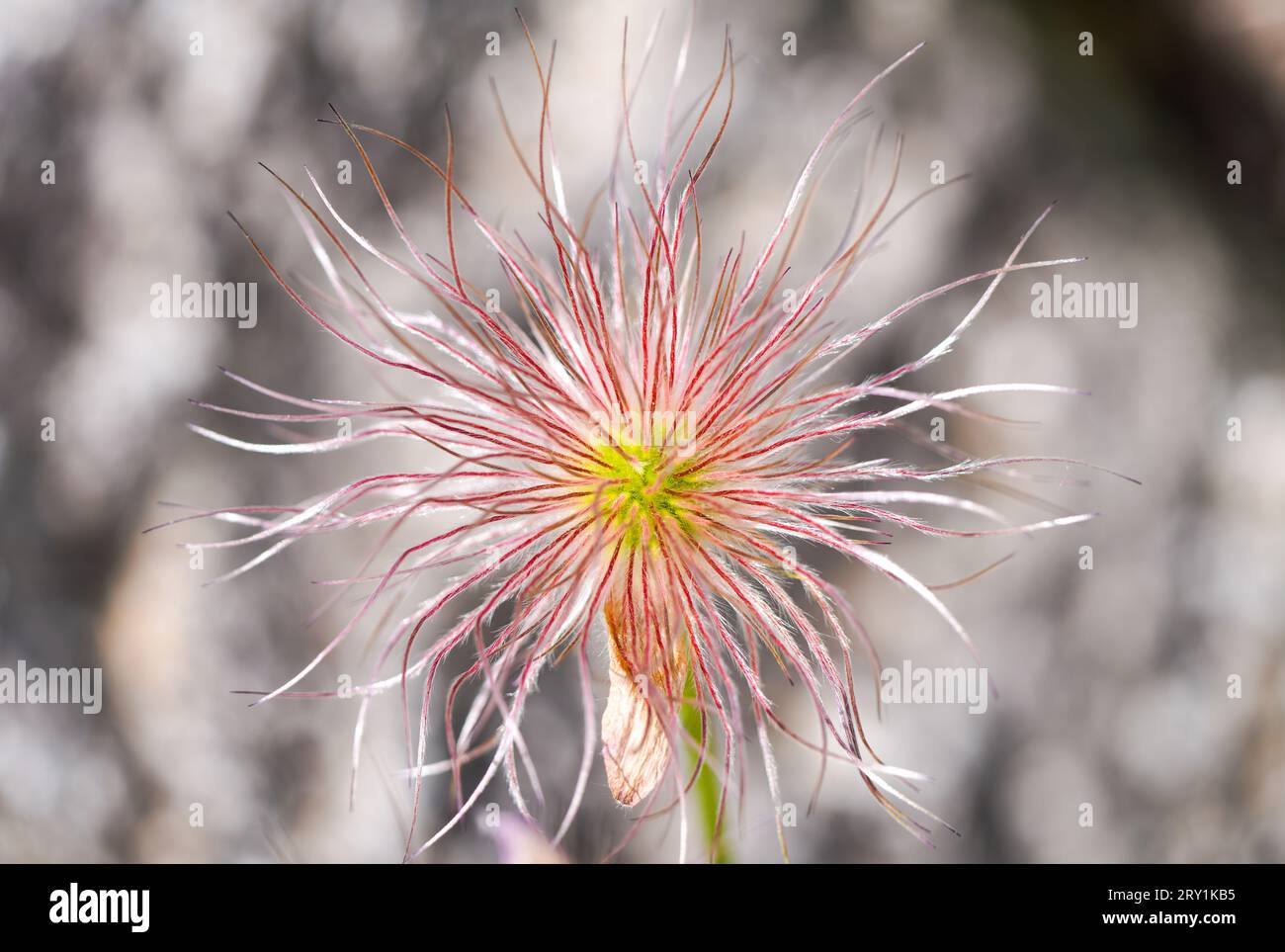 Fleur d'une plante gros plan. Plante à fleurs dans le jardin. Banque D'Images