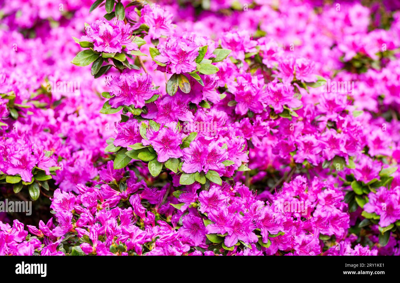 Roses alpines en fleurs. Gros plan de plantes à fleurs. Rhododendron. Banque D'Images