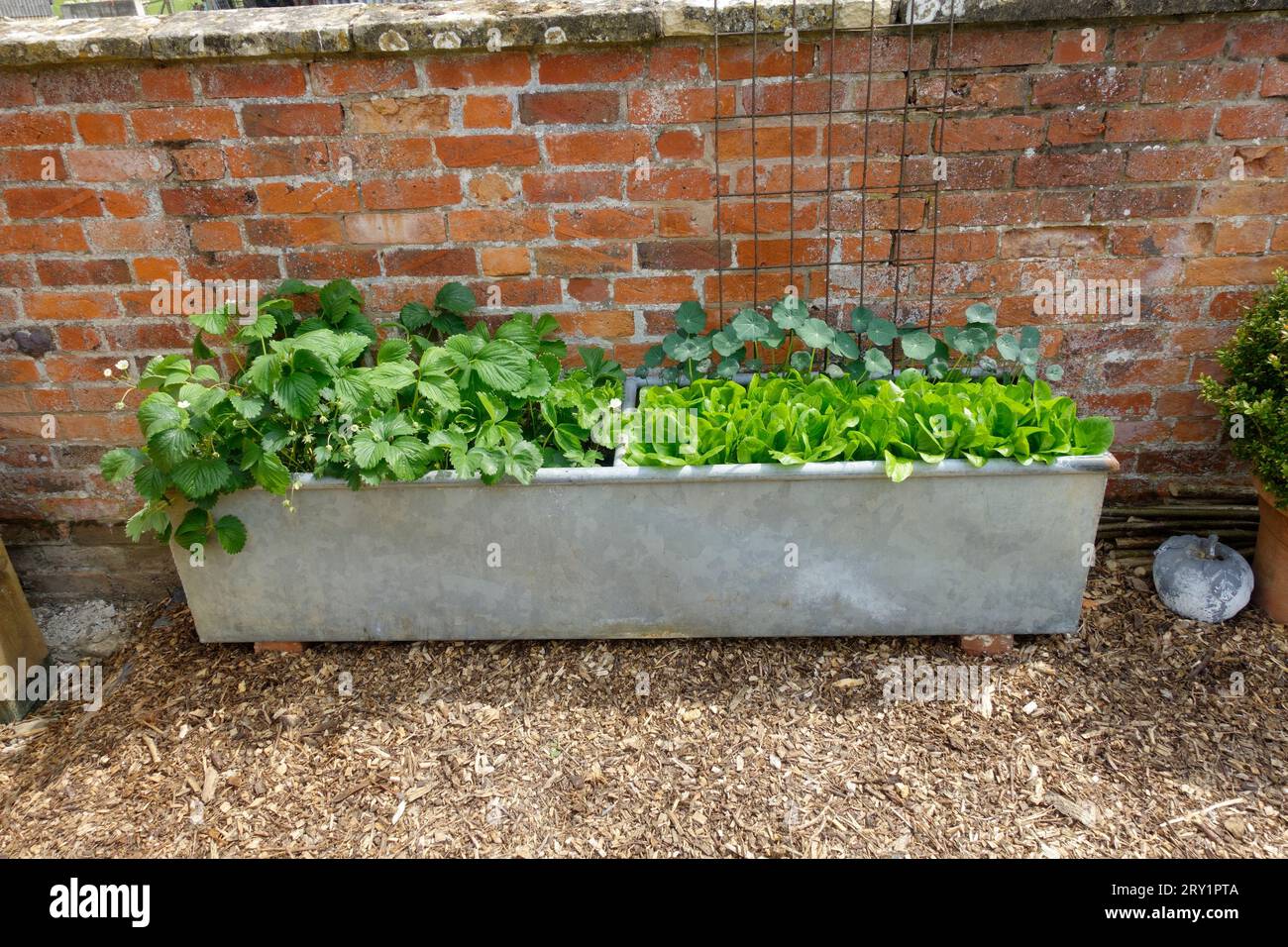 Culture de légumes dans un ancien bac d'eau galvanisé sur une zone gravillonnée dans Cotswold Garden UK Banque D'Images