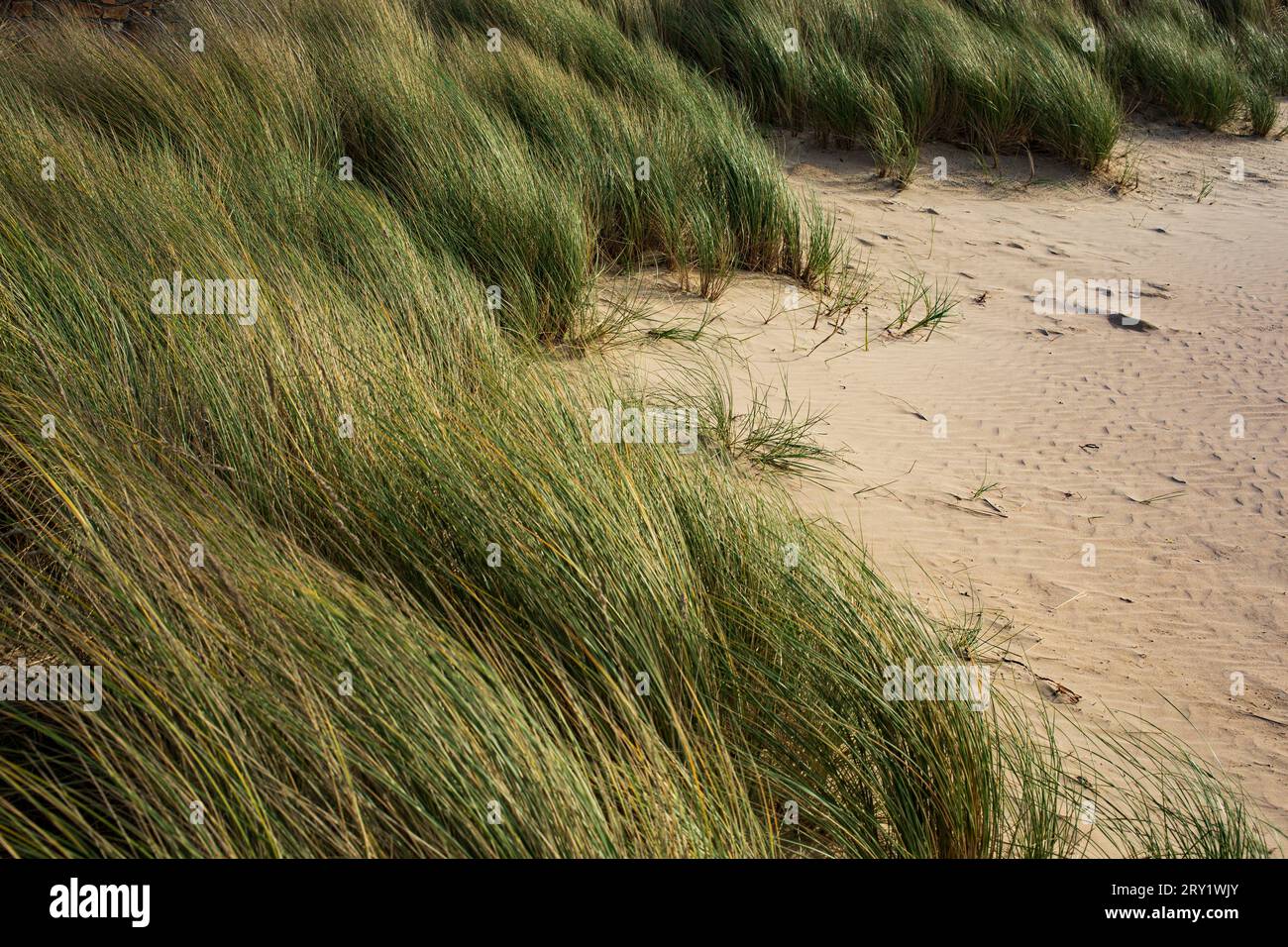 France, la Bernerie-en-Retz, 44, dune, lee grass. Banque D'Images