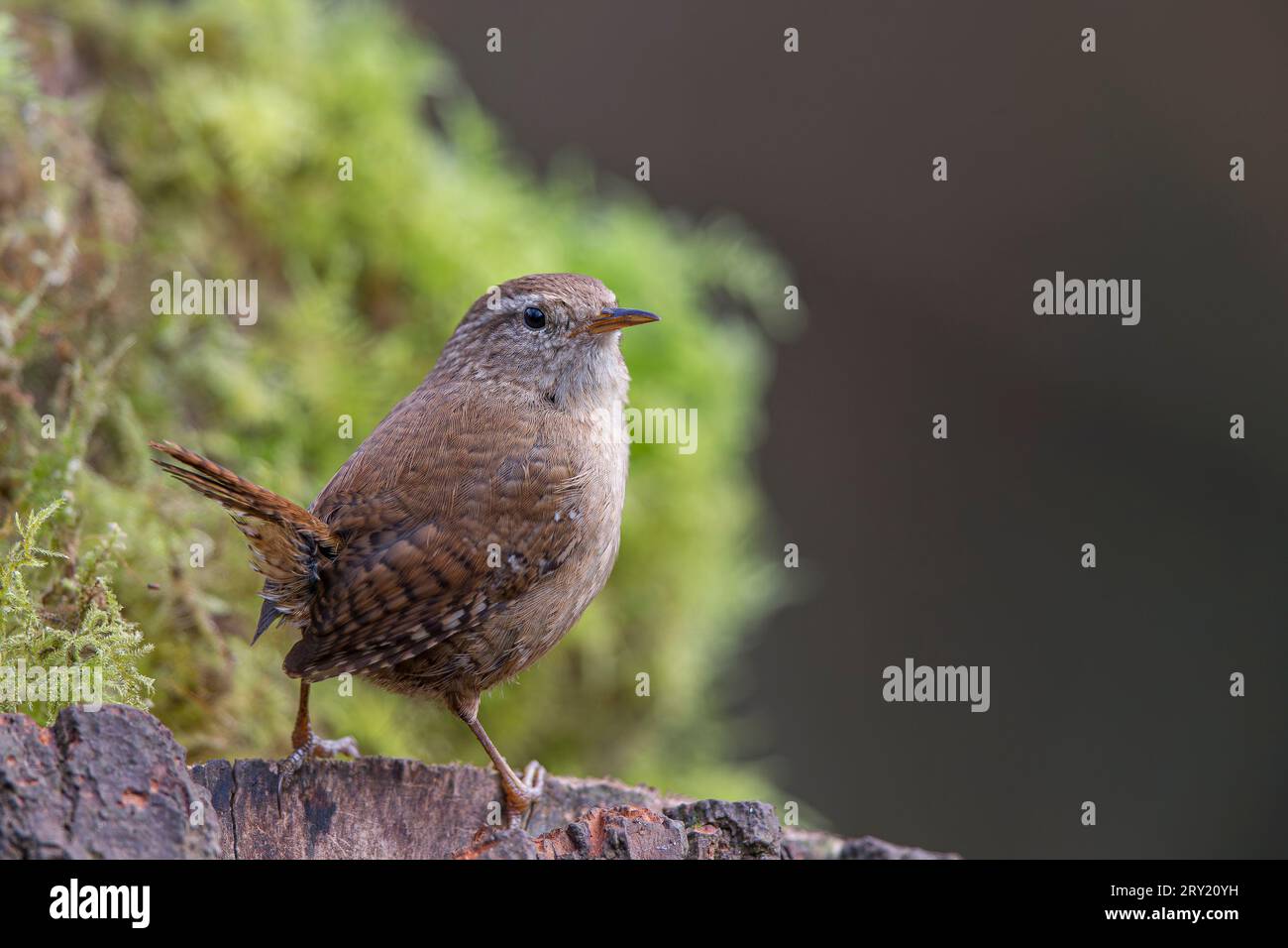 Plan rapproché naturel d'un oiseau du Royaume-Uni (Troglodytes troglodytes) debout isolé sur une bûche avec de la mousse en arrière-plan. Copier l'espace vers la droite. Banque D'Images
