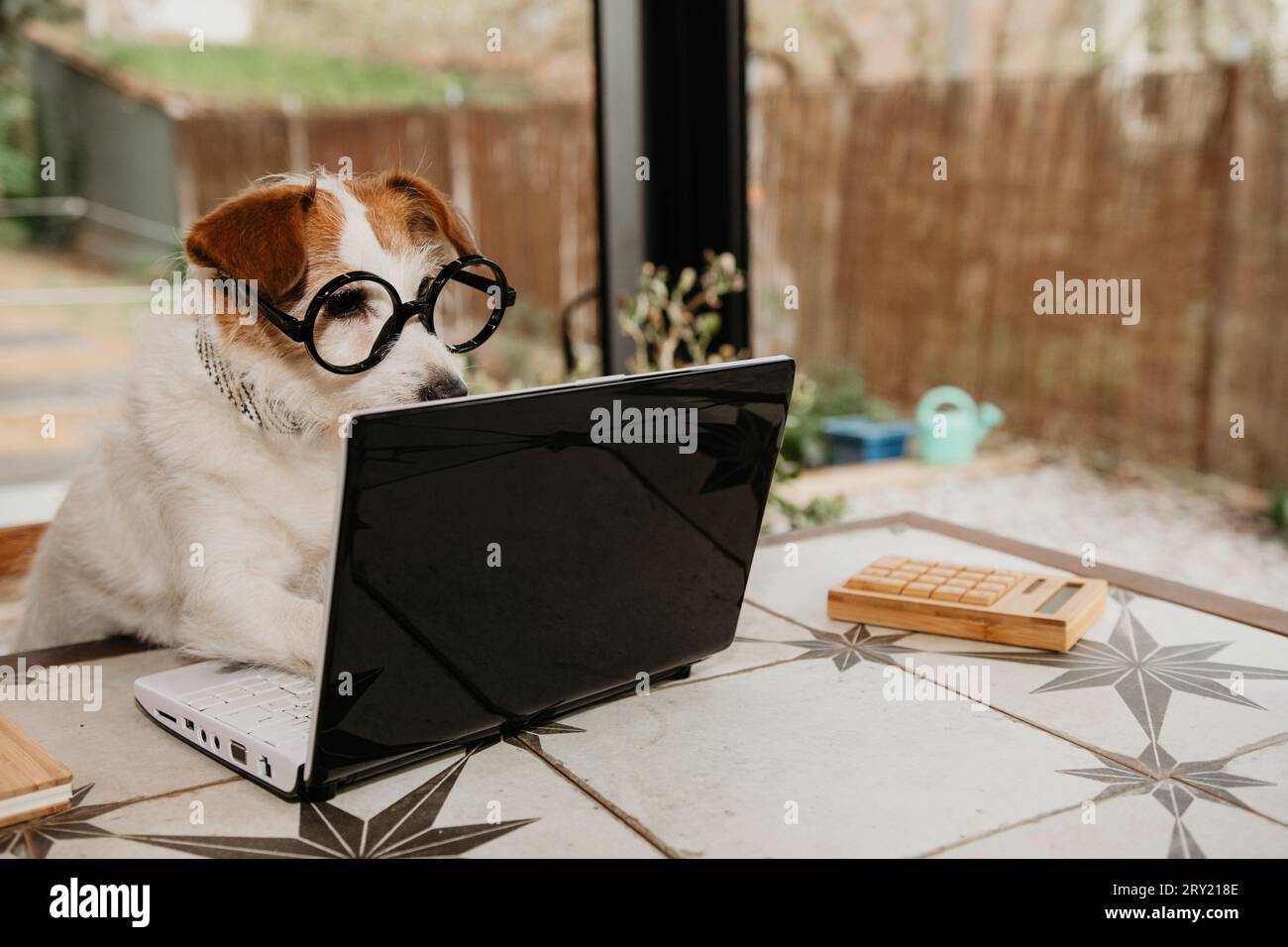 Chien chiot travaillant à l'aide d'un ordinateur portable dans un hôtel acceptant les animaux Banque D'Images