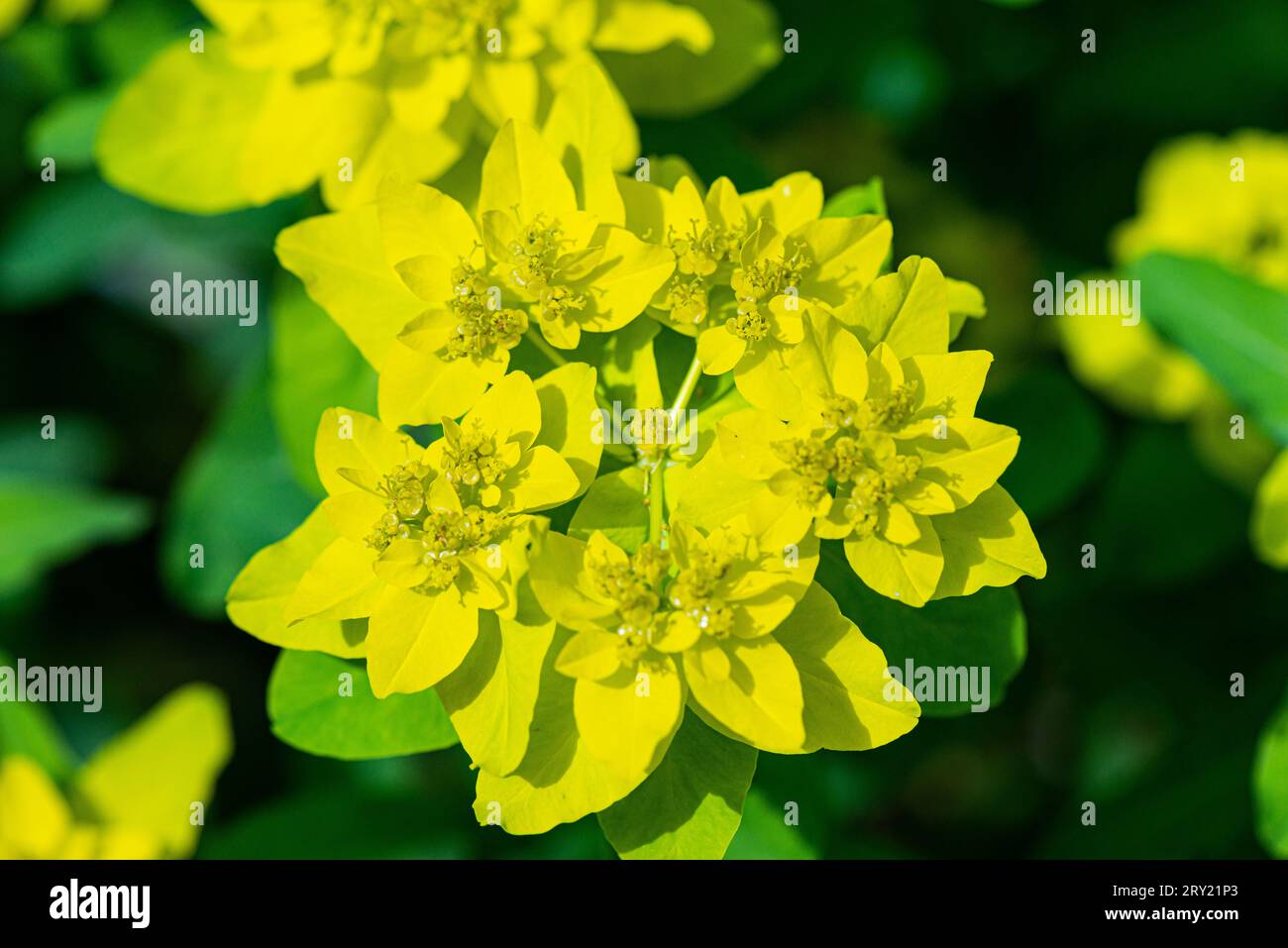Une pousse de coussin (Euphorbia epithymoides) Banque D'Images