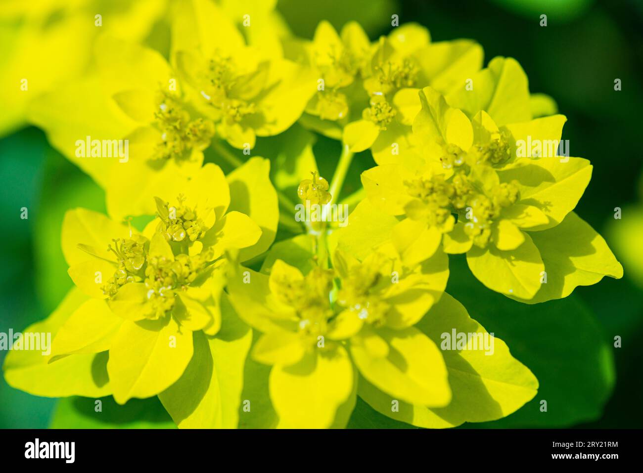 Une pousse de coussin (Euphorbia epithymoides) Banque D'Images