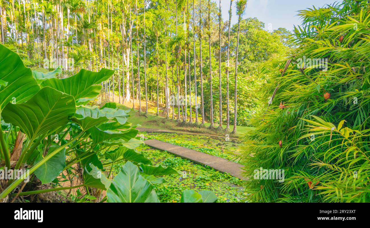 Jardins de la Balata à fort-de-France, Martinique. Jardins exotiques des Antilles françaises. Banque D'Images