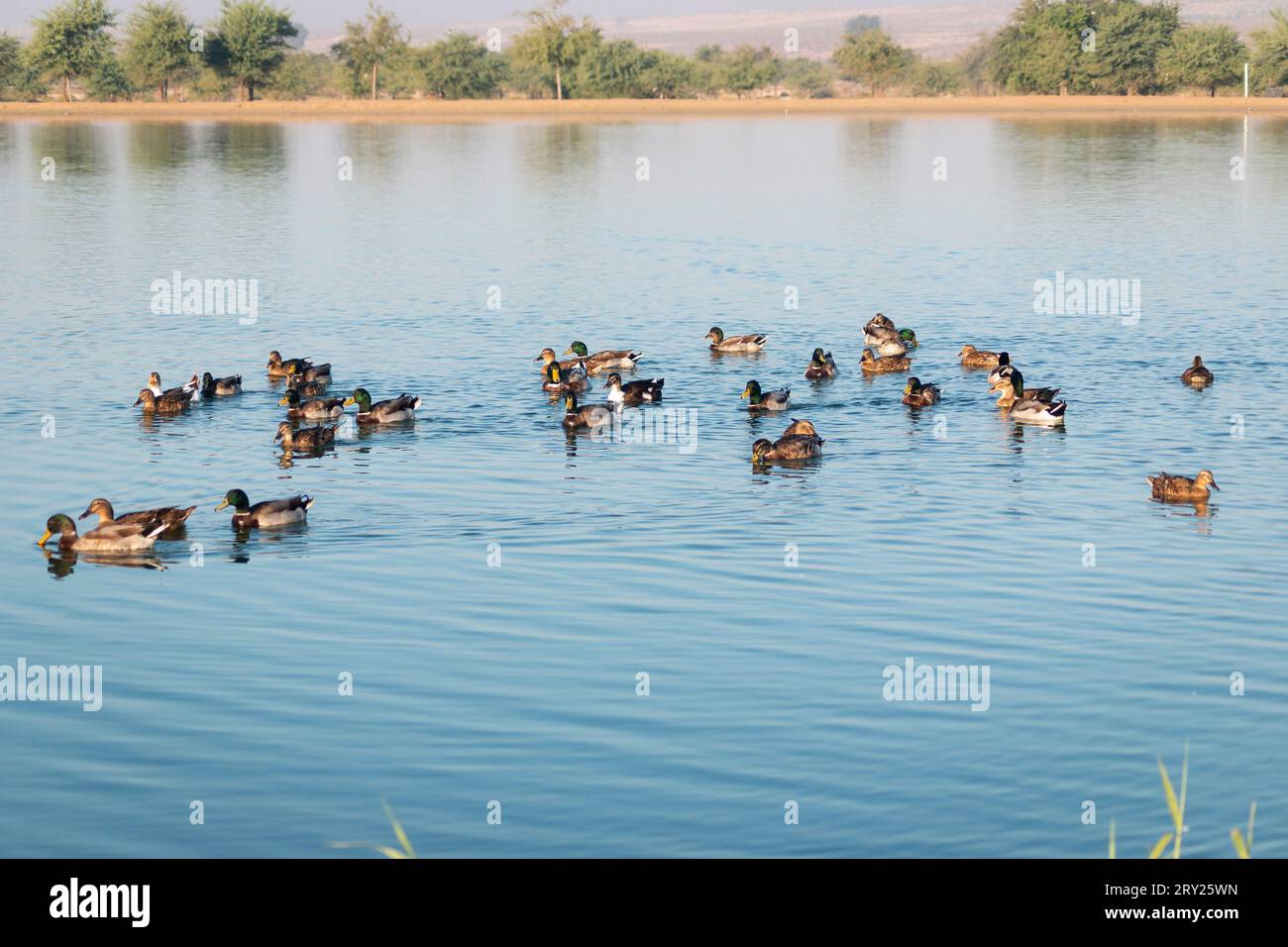 Groupe de cygnes gracieux nageant sur un lac tôt le matin à Al Qudra Lake Dubaï. Banque D'Images