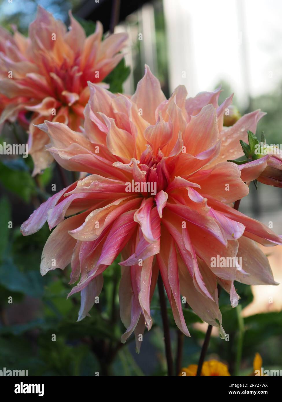 Gros plan de fleurs de Dahlia 'Labyrinth' légèrement altérées dans un jardin britannique après la pluie montrant leurs pétales striés roses et oranges Banque D'Images