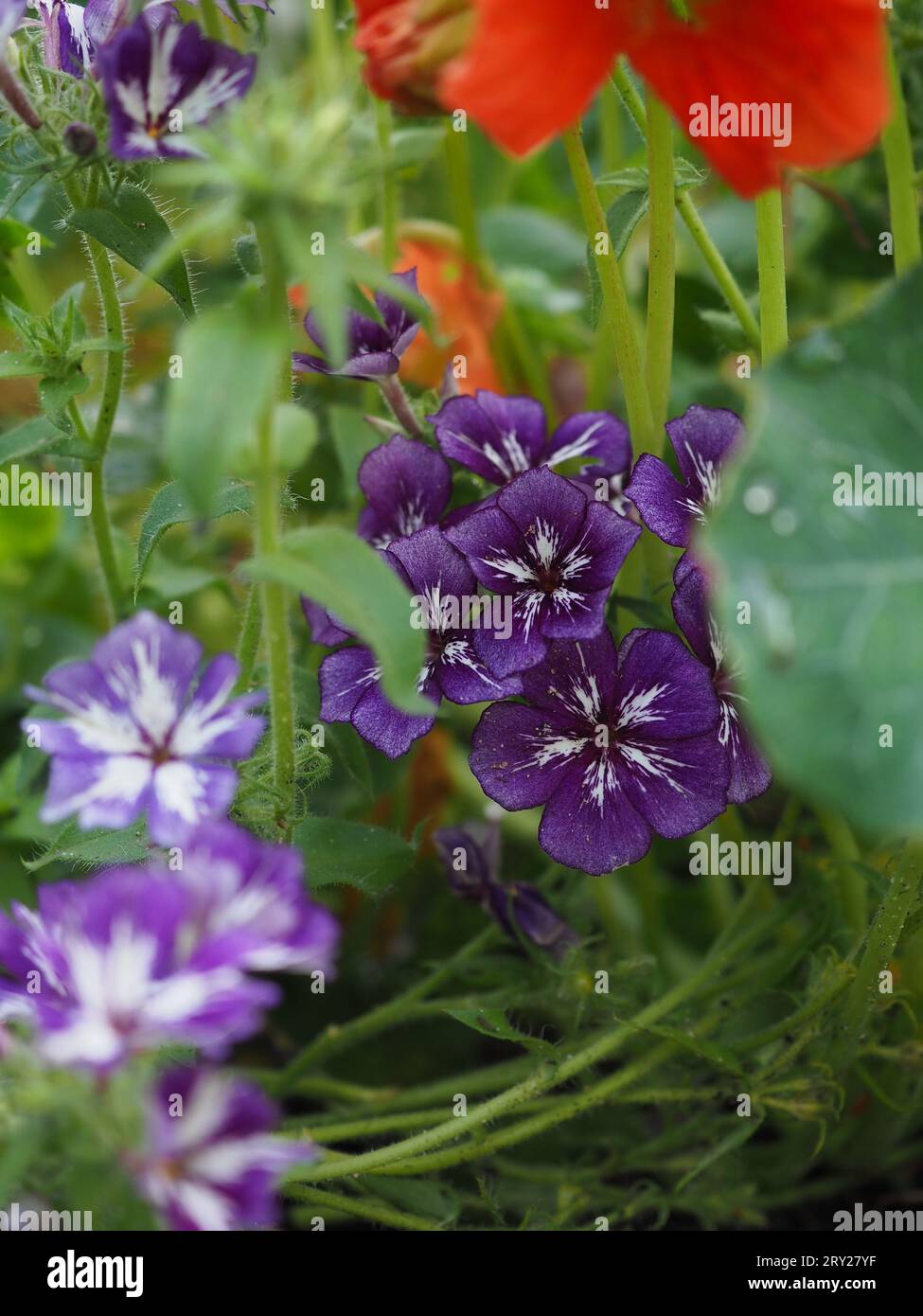 Phlox drummondii grandiflora 'Sugar Stars' fleurs nichées dans le feuillage dans un jardin de fleurs coupées de plantes litières annuelles Banque D'Images