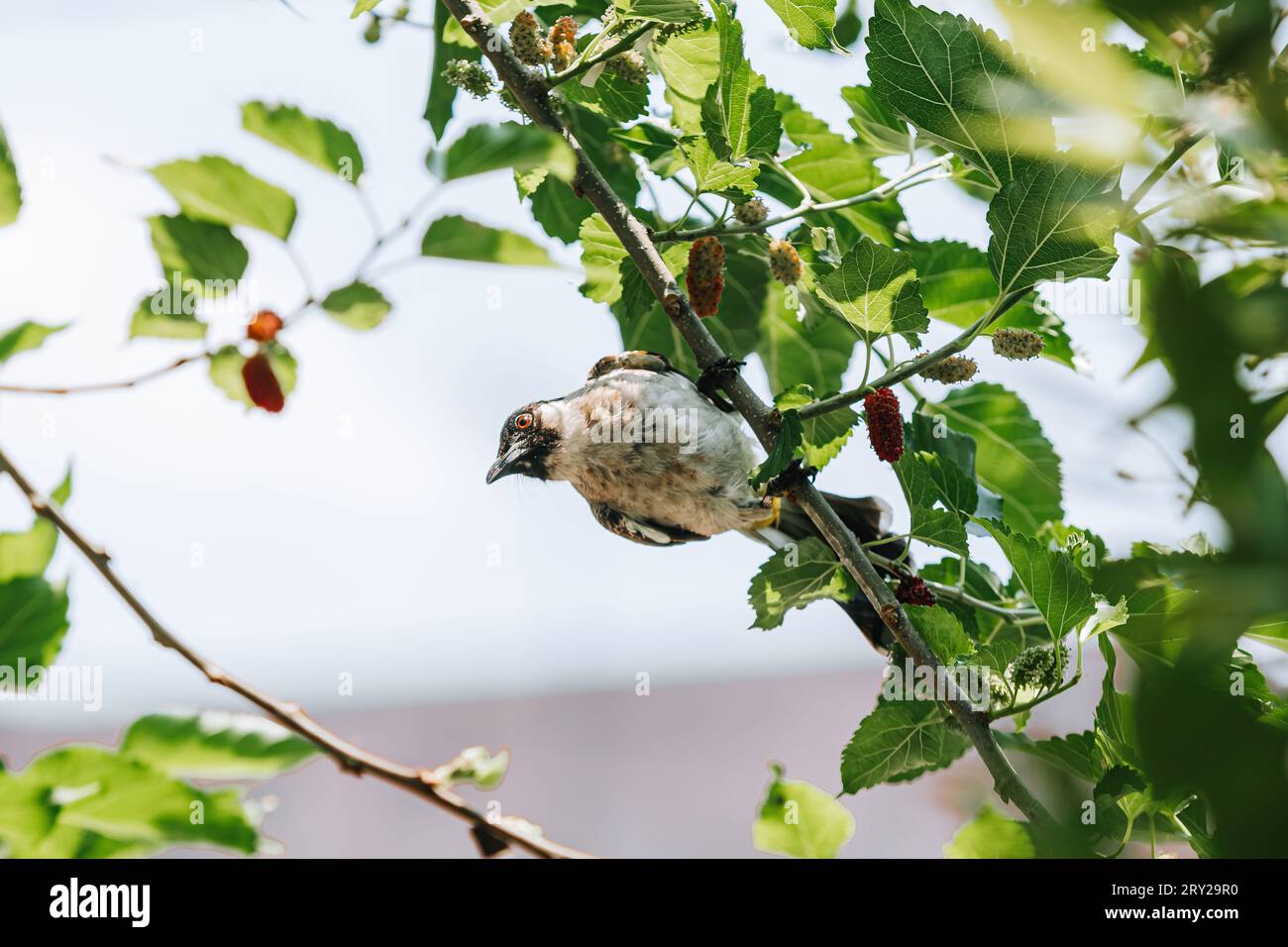 L'oiseau Bulbul à tête sooty connu sous le nom de Burung Kutilang est membre de la perche de la famille des Pycnonotidae sur l'arbre Banque D'Images