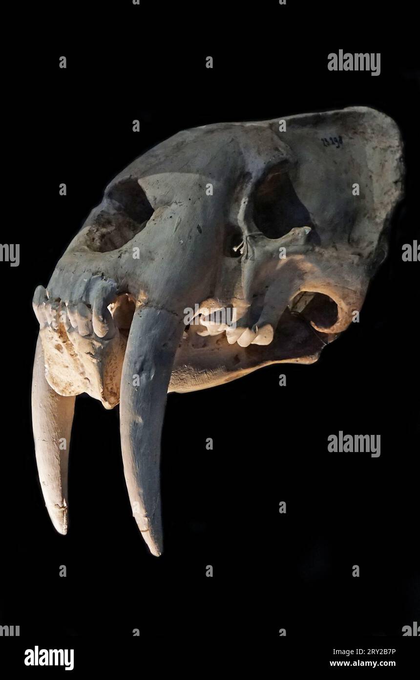 Sabre à dents Cat.Smilodon fatalis.Middle - Pléistocène tardif, il y a 1,6 millions-10,000 ans.(connu sous le nom de tigre à dents de sabre) Banque D'Images
