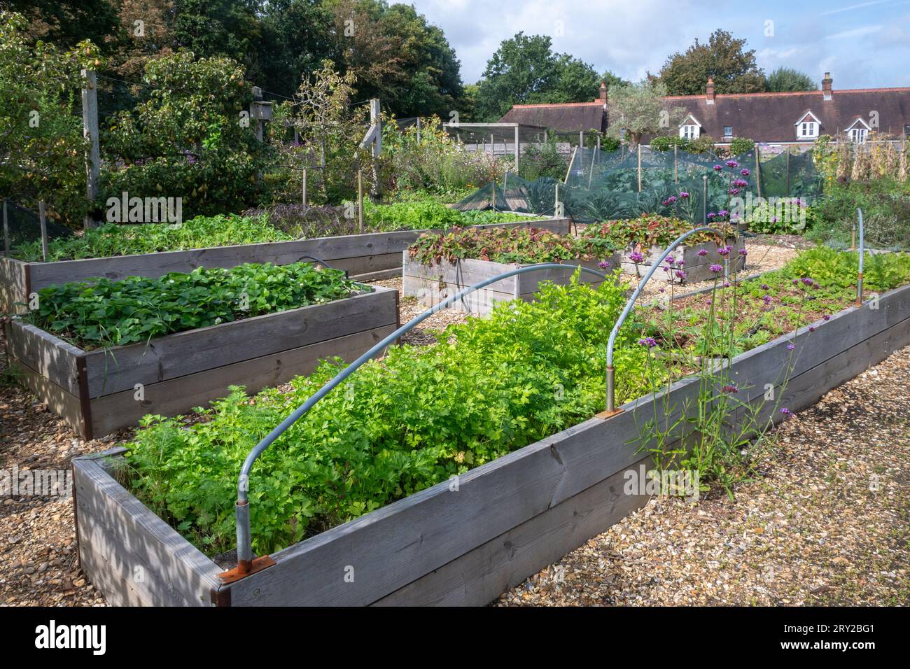 Vue de lits surélevés dans Patrick's Patch, un jardin communautaire à Beaulieu, Hampshire, Angleterre, Royaume-Uni. Cultiver des légumes pour les entreprises locales Banque D'Images