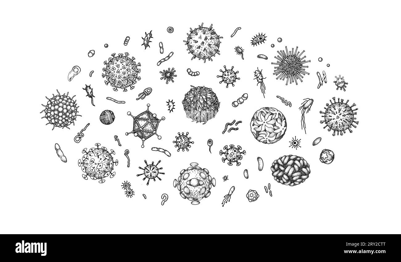 Ensemble de virus gravés et bactéries isolés sur fond blanc. Différents types de micro-organismes microscopiques. Illustration vectorielle dans le style d'esquisse Illustration de Vecteur