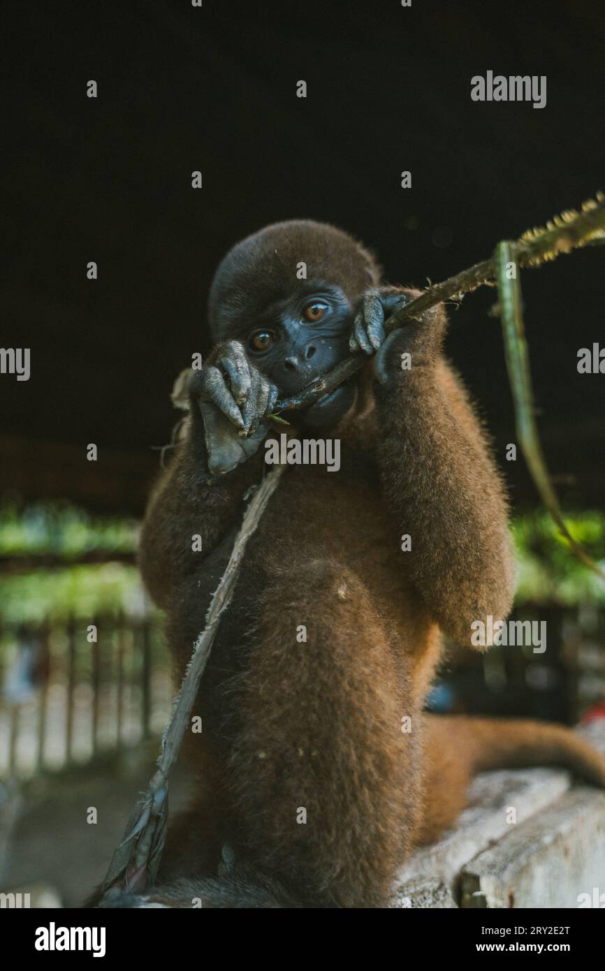 Mignon singe moelleux avec branche de plante dans les dents sur fond flou dans la journée d'été Banque D'Images