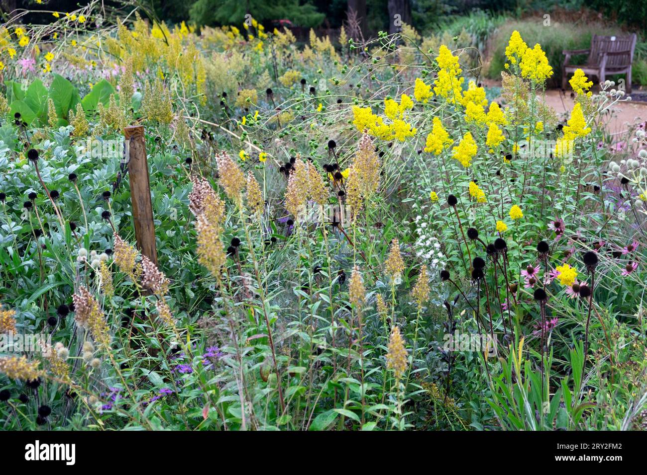 Grasslands Garden plante des fleurs en automne au Horniman Museum à Forest Hill South London Angleterre Royaume-Uni septembre 2023 KATHY DEWITT Banque D'Images