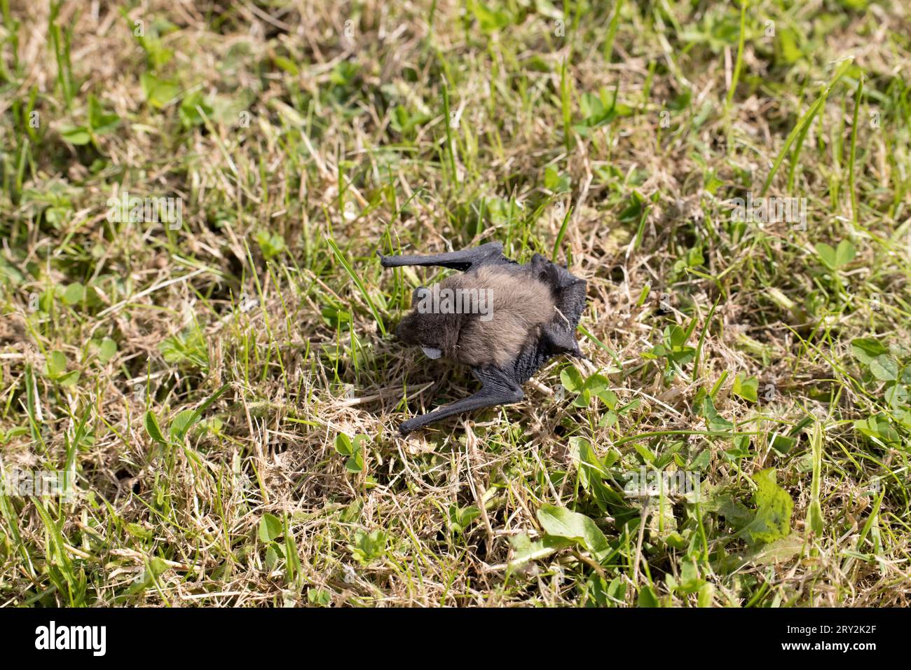 Une chauve-souris en fer à cheval Rhinolophus ferrumequinum trouvée sur le sol du garage Cotswold UK Banque D'Images