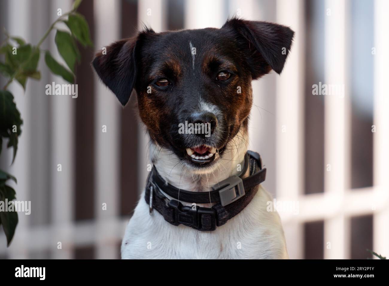 Le portrait d'un chien heureux et joyeux regardant vers la caméra. Banque D'Images