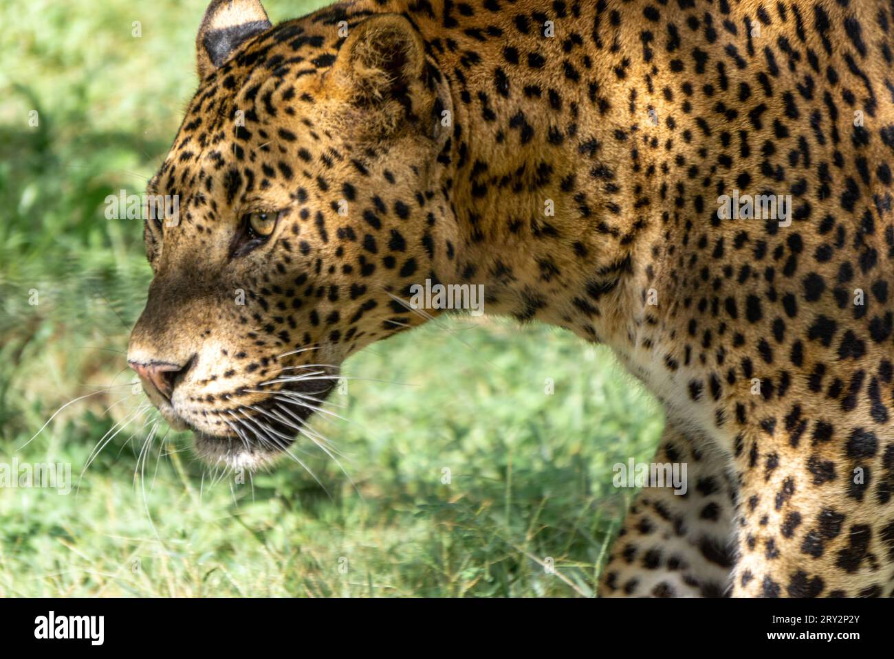 Le portrait d'un léopard avec ses yeux fixés sur sa proie dans le zoo de Barben, France. Banque D'Images