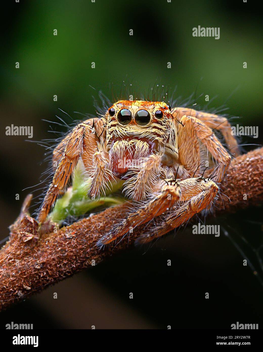 Jumping Spider Extreme macro image avec des détails nets Banque D'Images