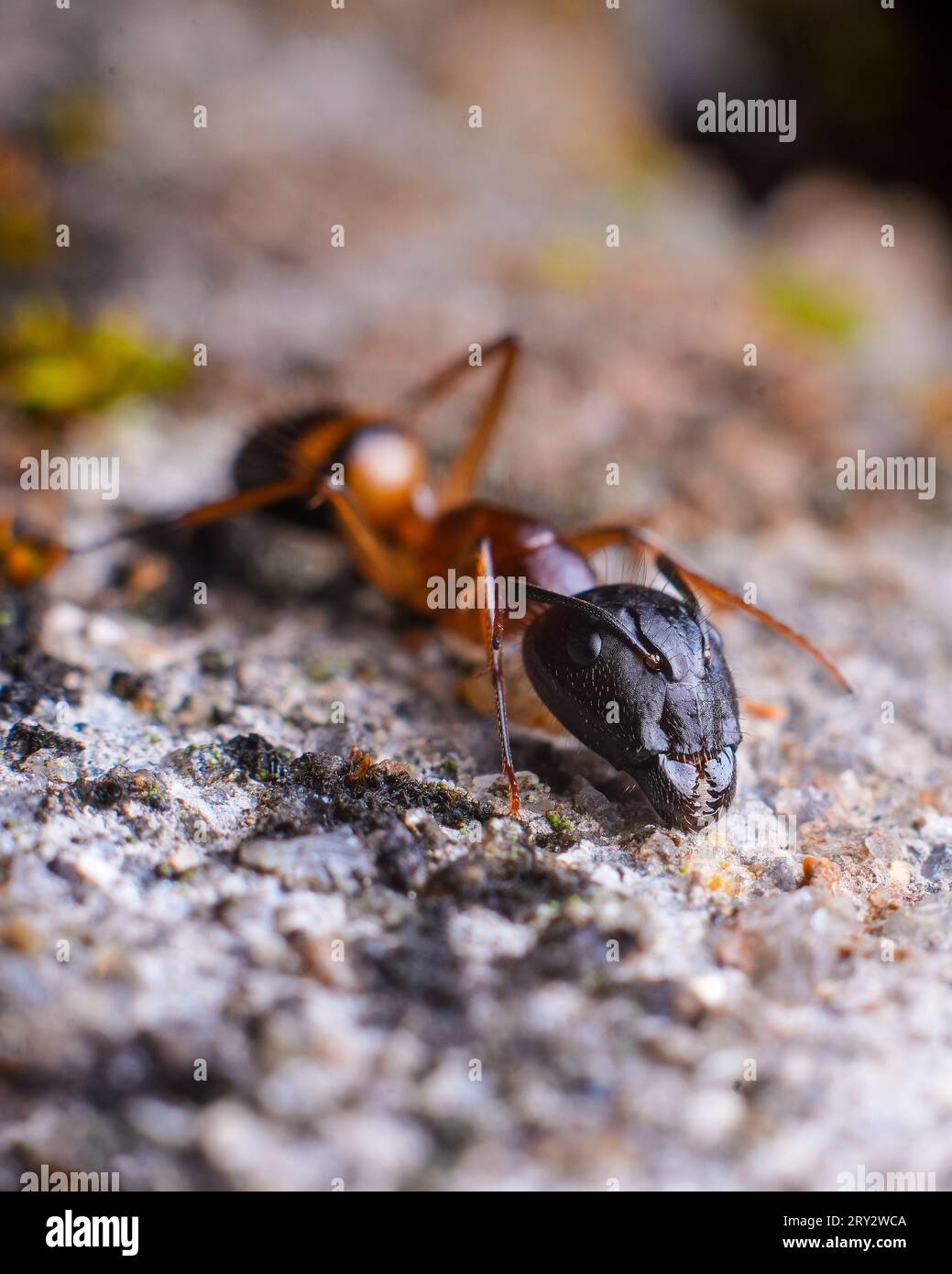 Macro extrême prise de vue détaillée d'une fourmi rouge et noire Banque D'Images