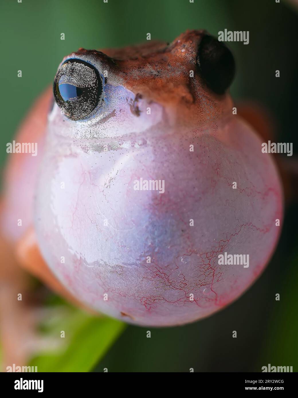 Image macro Bush Frog de Jerdon, sac vocal visible Banque D'Images