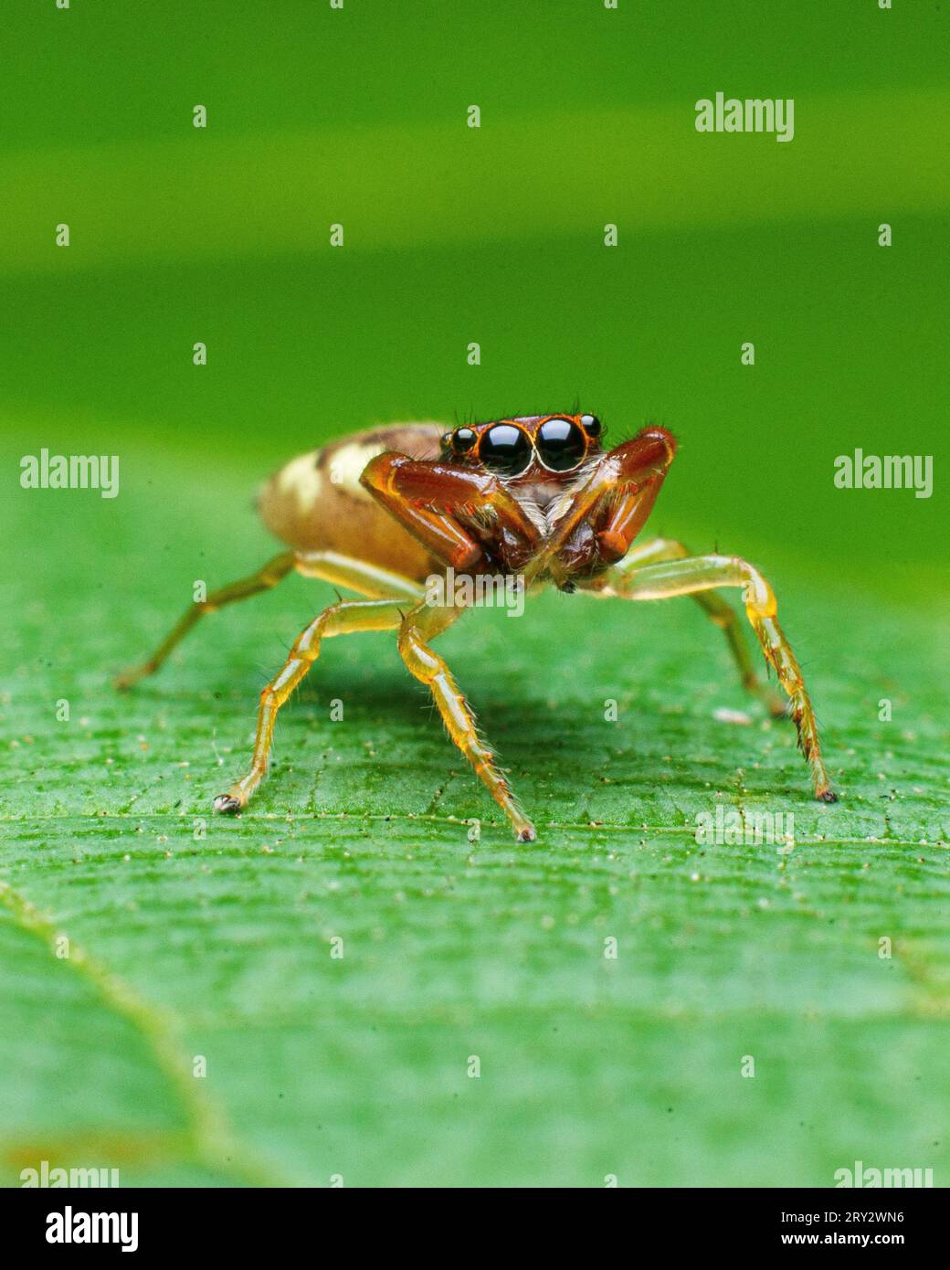 Jumping Spider Extreme macro image avec des détails nets Banque D'Images