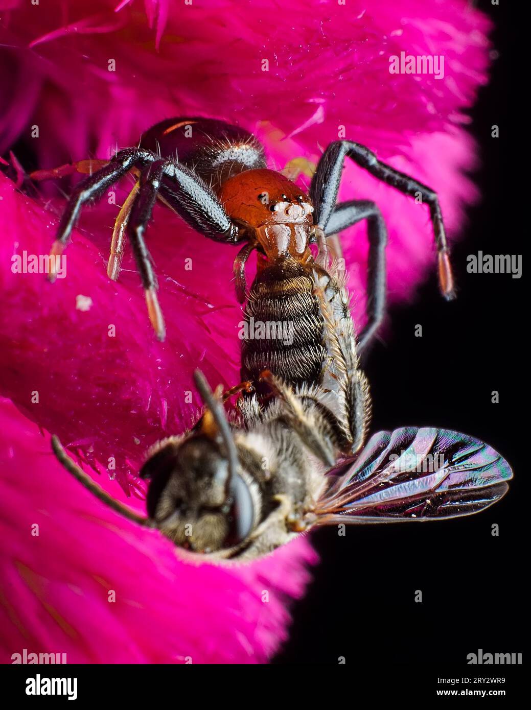 Crab Spider avec abeille tuent extrême de près Banque D'Images