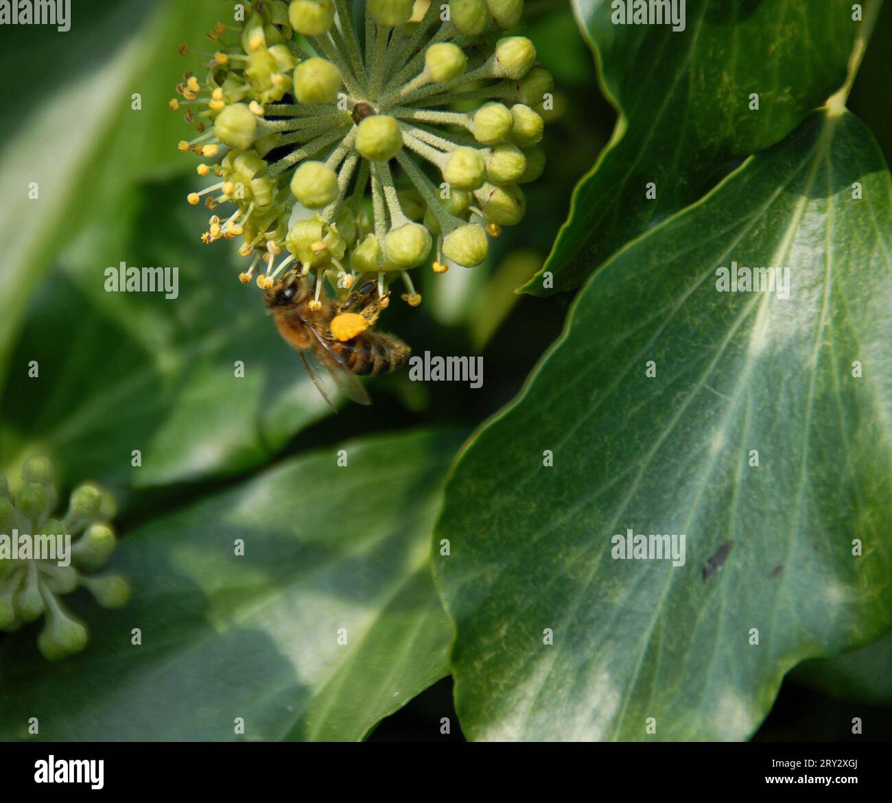 L'abeille recueille le pollen d'une fleur de lierre Banque D'Images