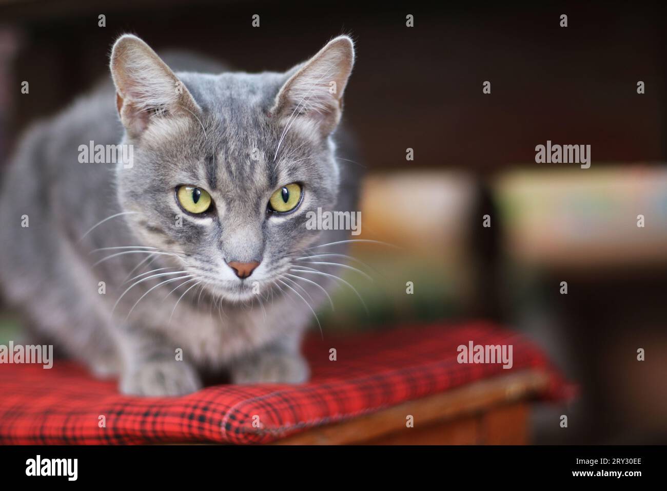 chat tabby aux yeux jaunes gris court assis sur une chaise Banque D'Images