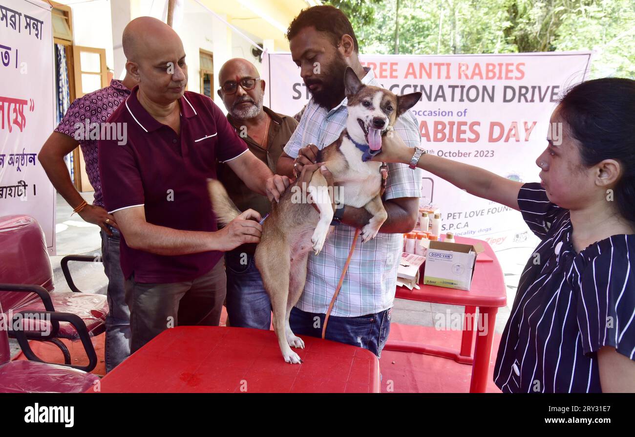 Guwahati, Guwahati, Inde. 28 septembre 2023. Un médecin injecte gratuitement le vaccin anti-rage à un chien de compagnie lors de la campagne de vaccination anti-rage gratuite dans le cadre de la Journée mondiale de la rage dans un hôpital vétérinaire à Guwahati Assam Inde le jeudi 28 septembre 2023. (Image de crédit : © Dasarath Deka/ZUMA Press Wire) USAGE ÉDITORIAL SEULEMENT! Non destiné à UN USAGE commercial ! Banque D'Images