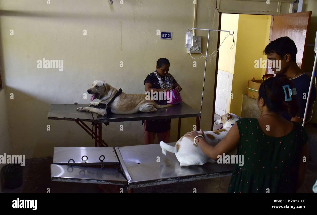 Guwahati, Guwahati, Inde. 28 septembre 2023. Les femmes avec leurs chiens de compagnie pour injecter gratuitement le vaccin anti-rage lors de la campagne de vaccination anti-rage gratuite dans le cadre de la Journée mondiale de la rage dans un hôpital vétérinaire à Guwahati Assam Inde le jeudi 28 septembre 2023. (Image de crédit : © Dasarath Deka/ZUMA Press Wire) USAGE ÉDITORIAL SEULEMENT! Non destiné à UN USAGE commercial ! Banque D'Images