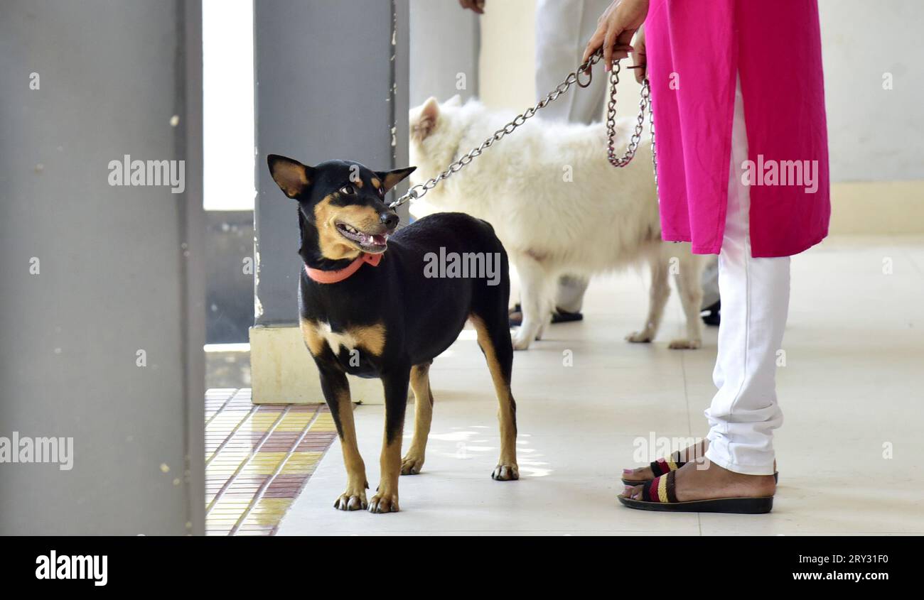 Guwahati, Guwahati, Inde. 28 septembre 2023. La propriétaire a apporté son chien de compagnie en injectant gratuitement le vaccin anti-rage lors de la campagne de vaccination anti-rage gratuite dans le cadre de la Journée mondiale de la rage dans un hôpital vétérinaire à Guwahati Assam Inde le jeudi 28 septembre 2023. (Image de crédit : © Dasarath Deka/ZUMA Press Wire) USAGE ÉDITORIAL SEULEMENT! Non destiné à UN USAGE commercial ! Banque D'Images