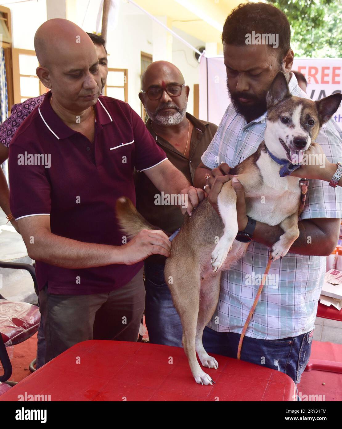 Guwahati, Guwahati, Inde. 28 septembre 2023. Un médecin injecte gratuitement le vaccin anti-rage à un chien de compagnie lors de la campagne de vaccination anti-rage gratuite dans le cadre de la Journée mondiale de la rage dans un hôpital vétérinaire à Guwahati Assam Inde le jeudi 28 septembre 2023. (Image de crédit : © Dasarath Deka/ZUMA Press Wire) USAGE ÉDITORIAL SEULEMENT! Non destiné à UN USAGE commercial ! Banque D'Images