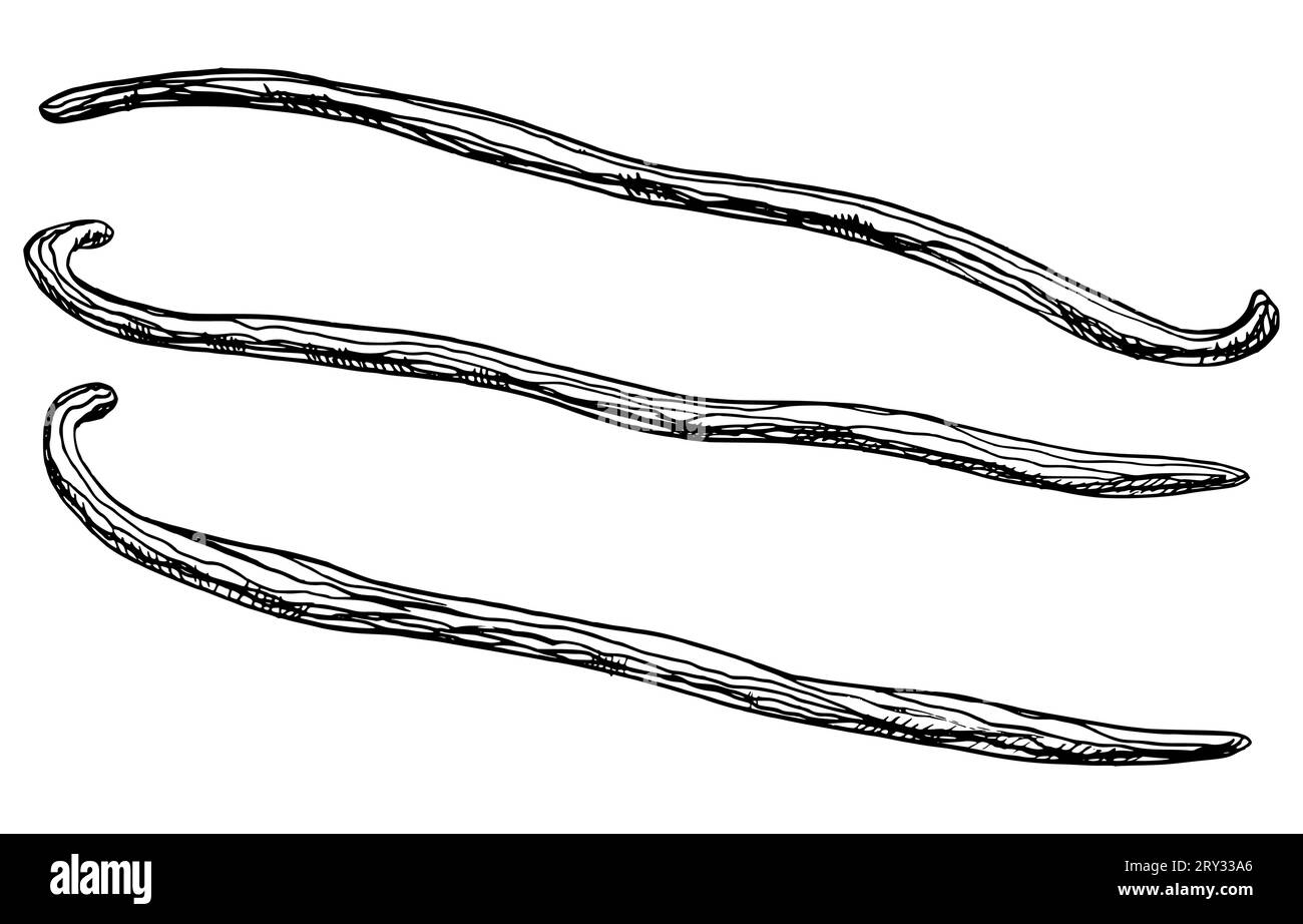 Ensemble de bâtons vanille. Vector illustration dessinée à la main de Pods à base de plantes pour épice alimentaire ou huile essentielle sur fond isolé blanc. Dessin au trait d'art d'ingrédient floral pour l'aromathérapie et cosmétique. Illustration de Vecteur