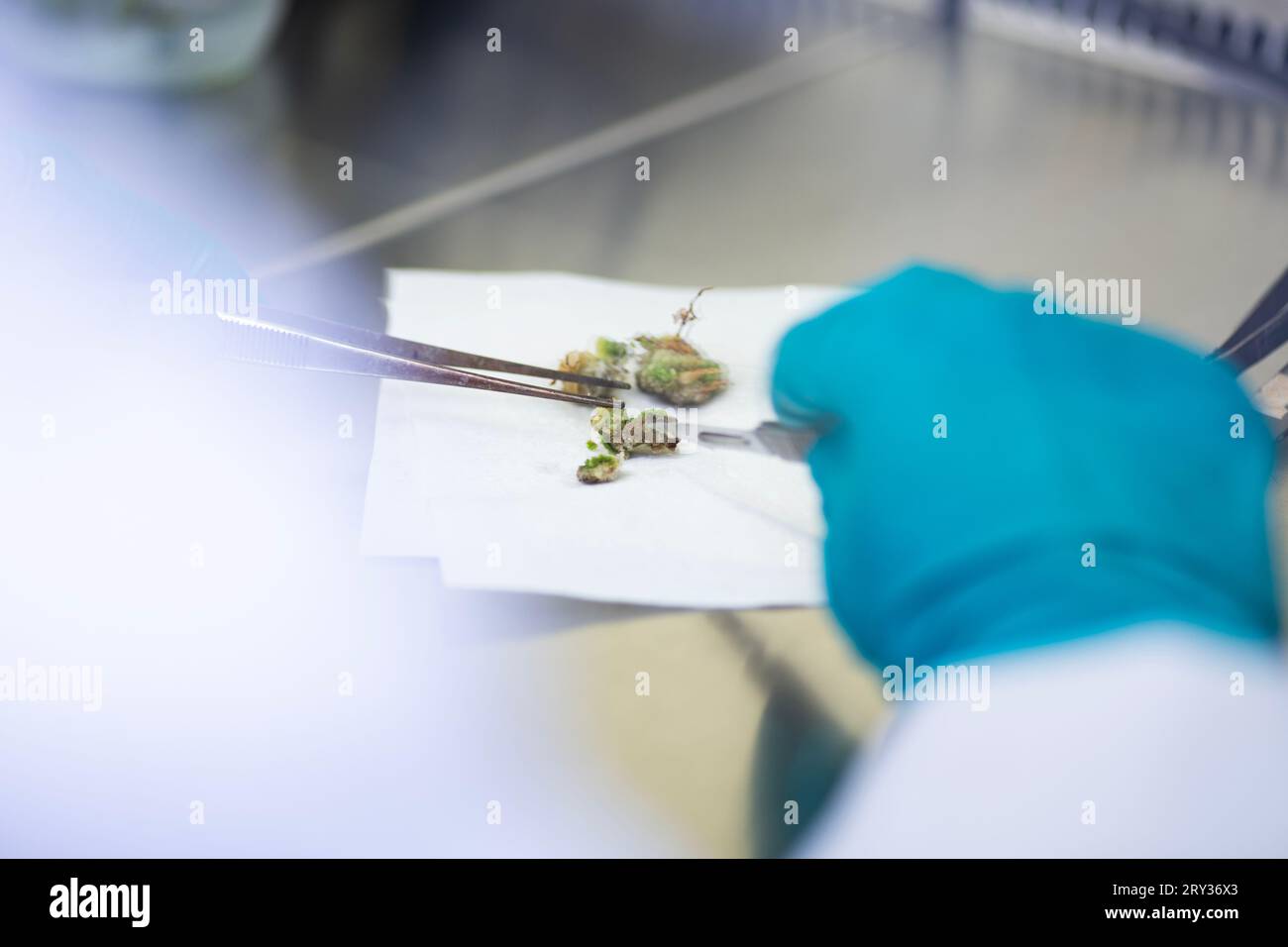 Culture de tissus végétaux pour la recherche agricole, régénération de cellules souches dans la culture de tissus végétaux Banque D'Images