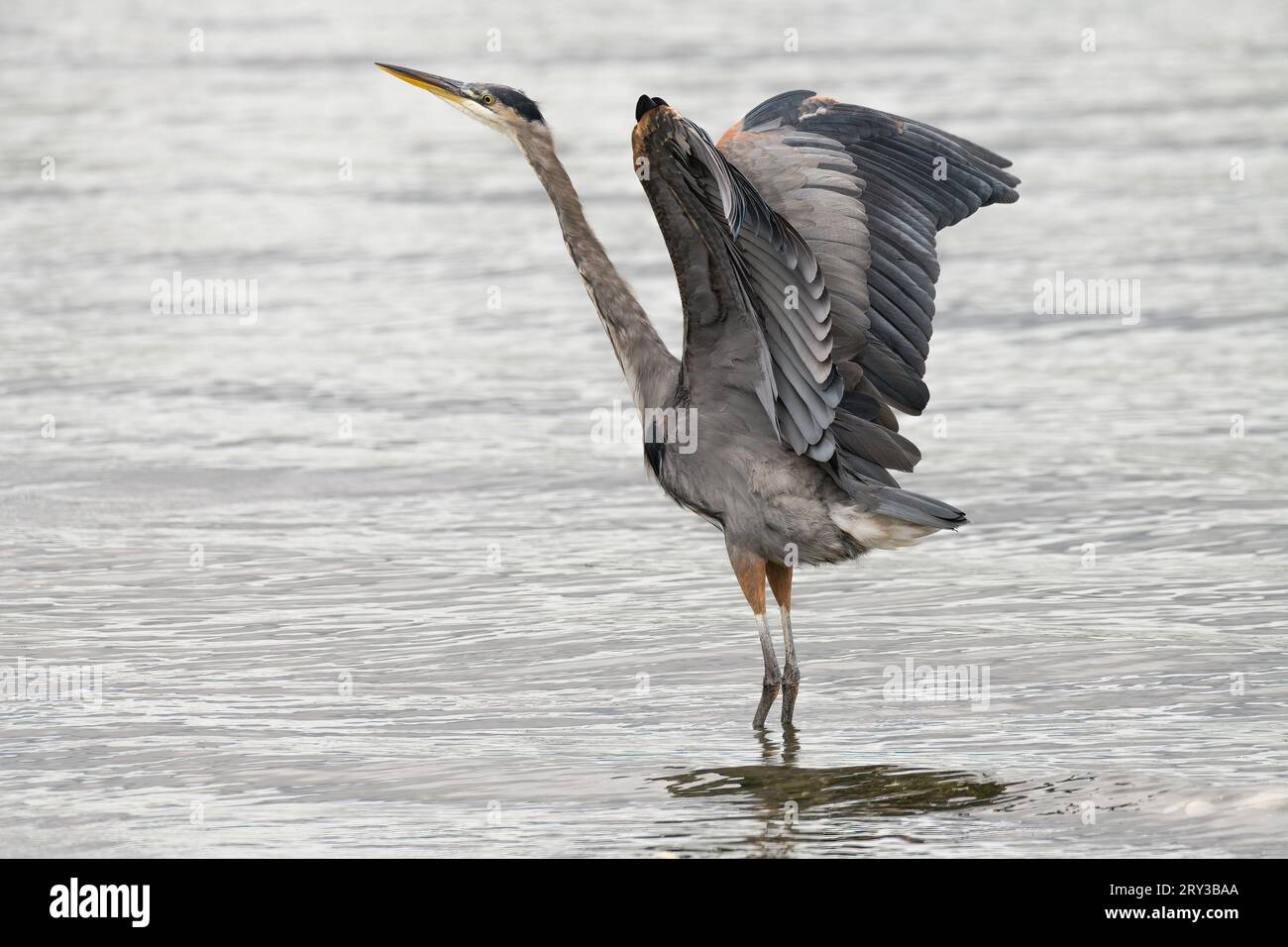 Grand Héron bleu Ardea herodias étirant des ailes tout en se tenant dans l'eau de mer Banque D'Images