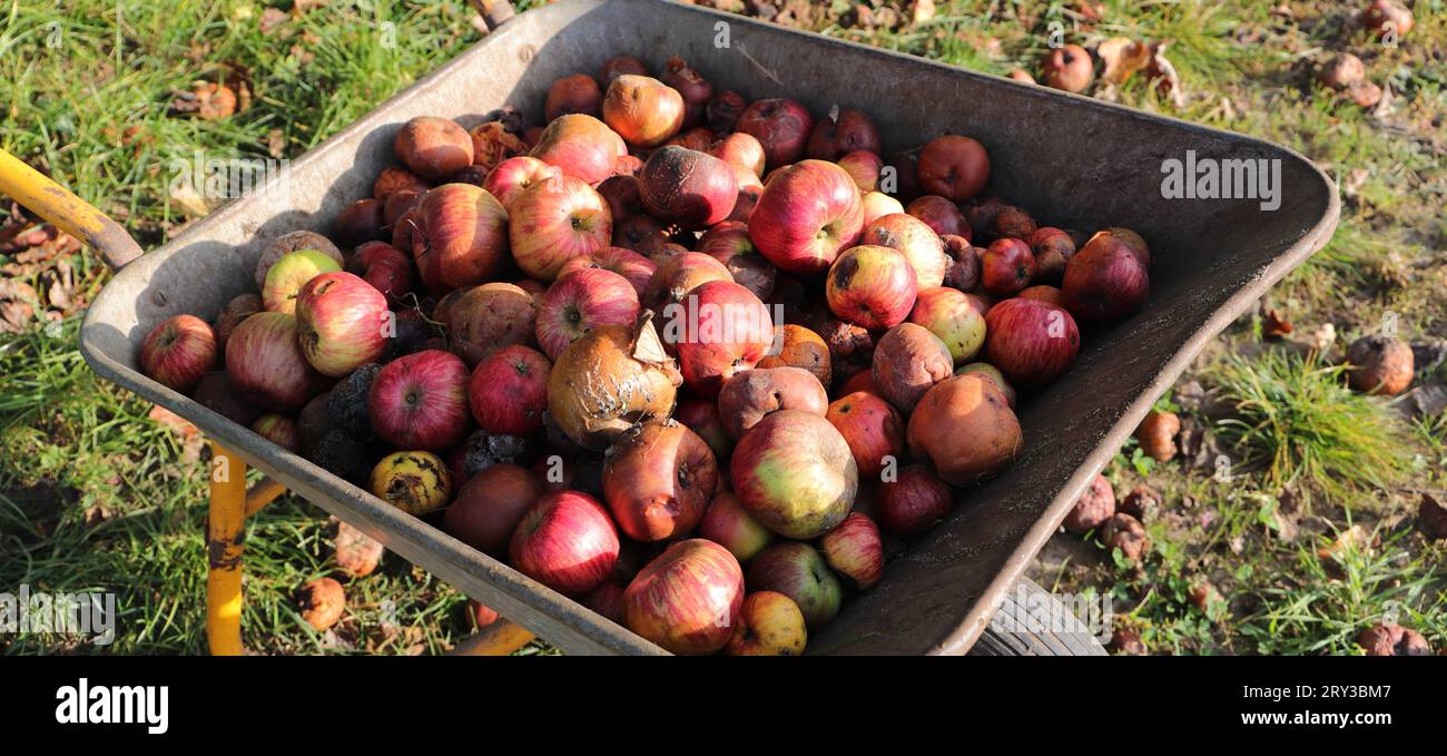 Pommes comme fruits tombés dans une brouette Banque D'Images