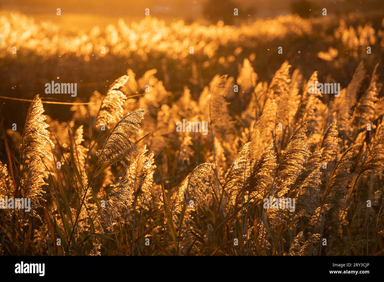 Roseaux communs brillant d'or à la lumière du coucher du soleil dans la campagne marécageuse. Banque D'Images