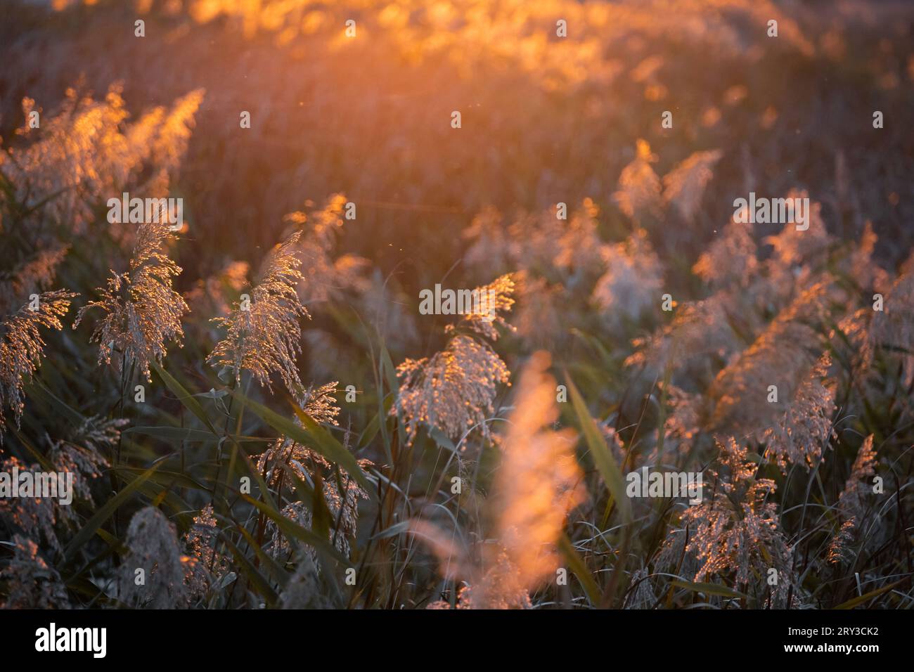 Roseaux communs (Phragmites australis) à la lumière du coucher du soleil. Banque D'Images