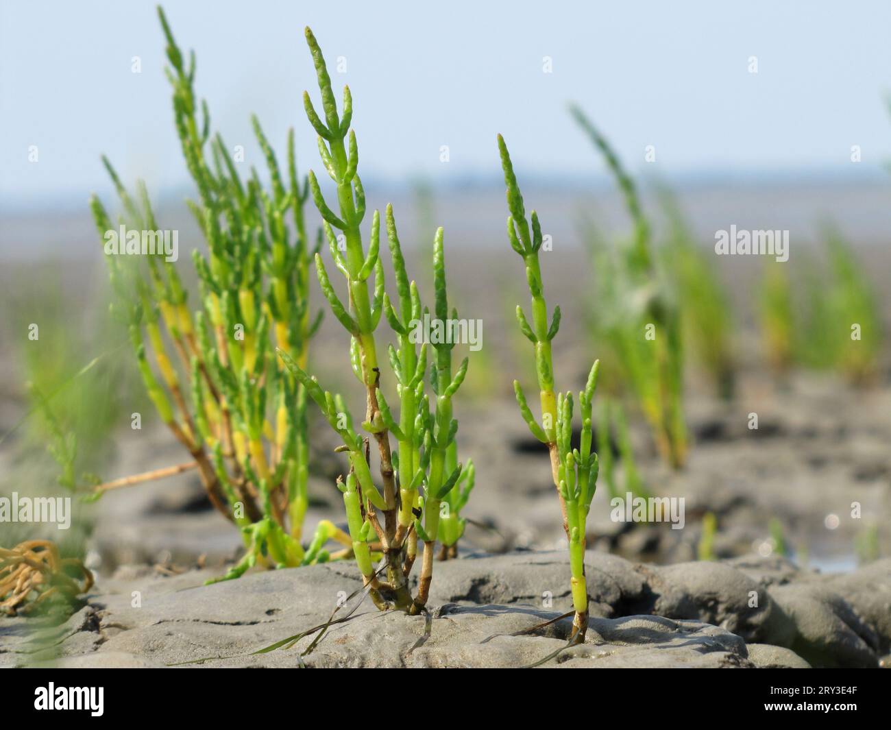 Salicornia europea (mer des Wadden) Banque D'Images