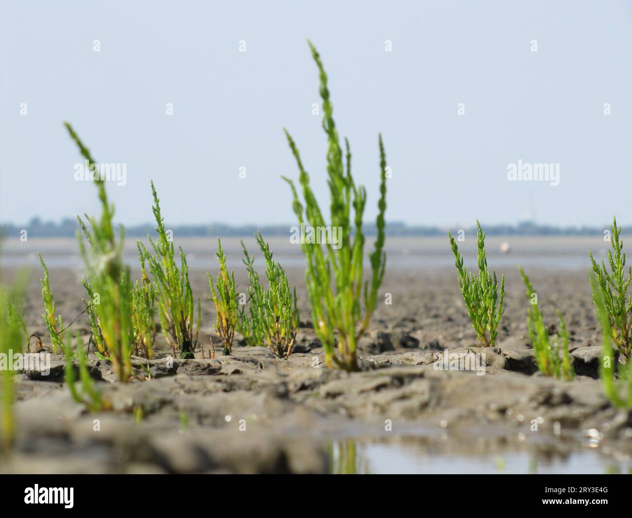 Salicornia europea (mer des Wadden) Banque D'Images