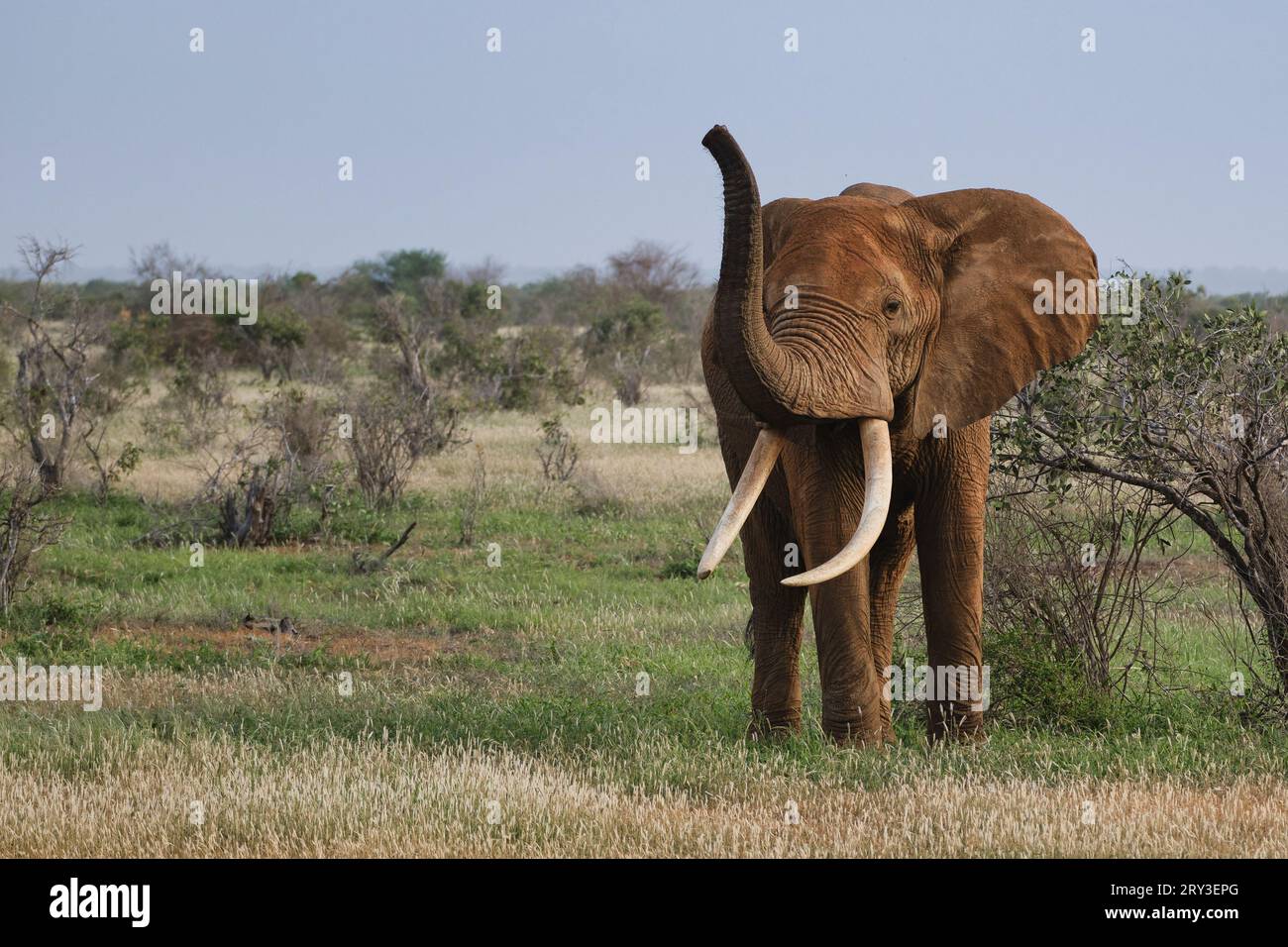 « Une rencontre impressionnante avec la majesté de la faune africaine 🌍🐘 Banque D'Images