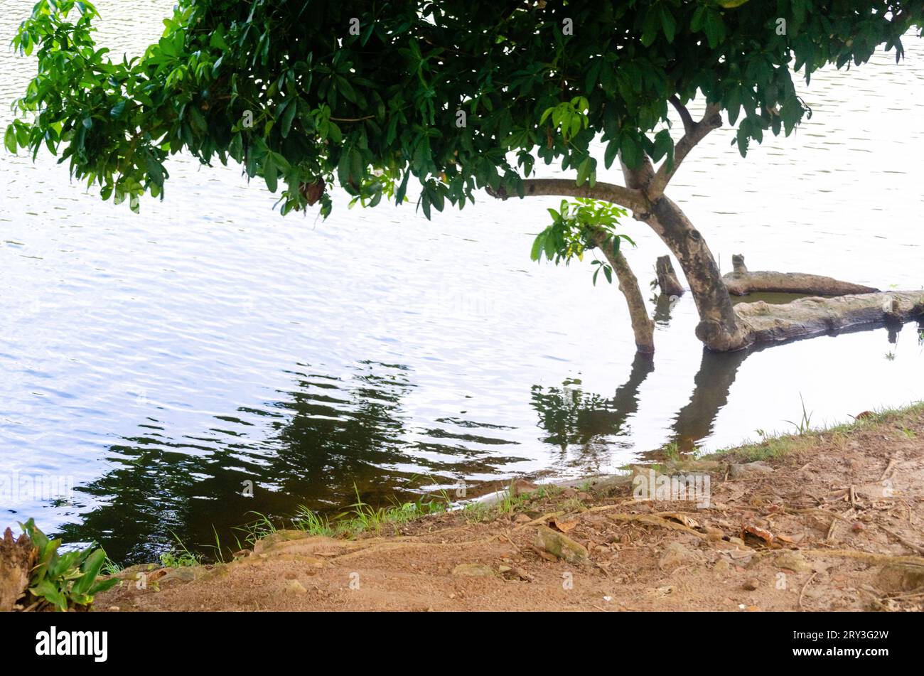 Rive d'un lagon avec des arbres autour. Environnement préservé Banque D'Images