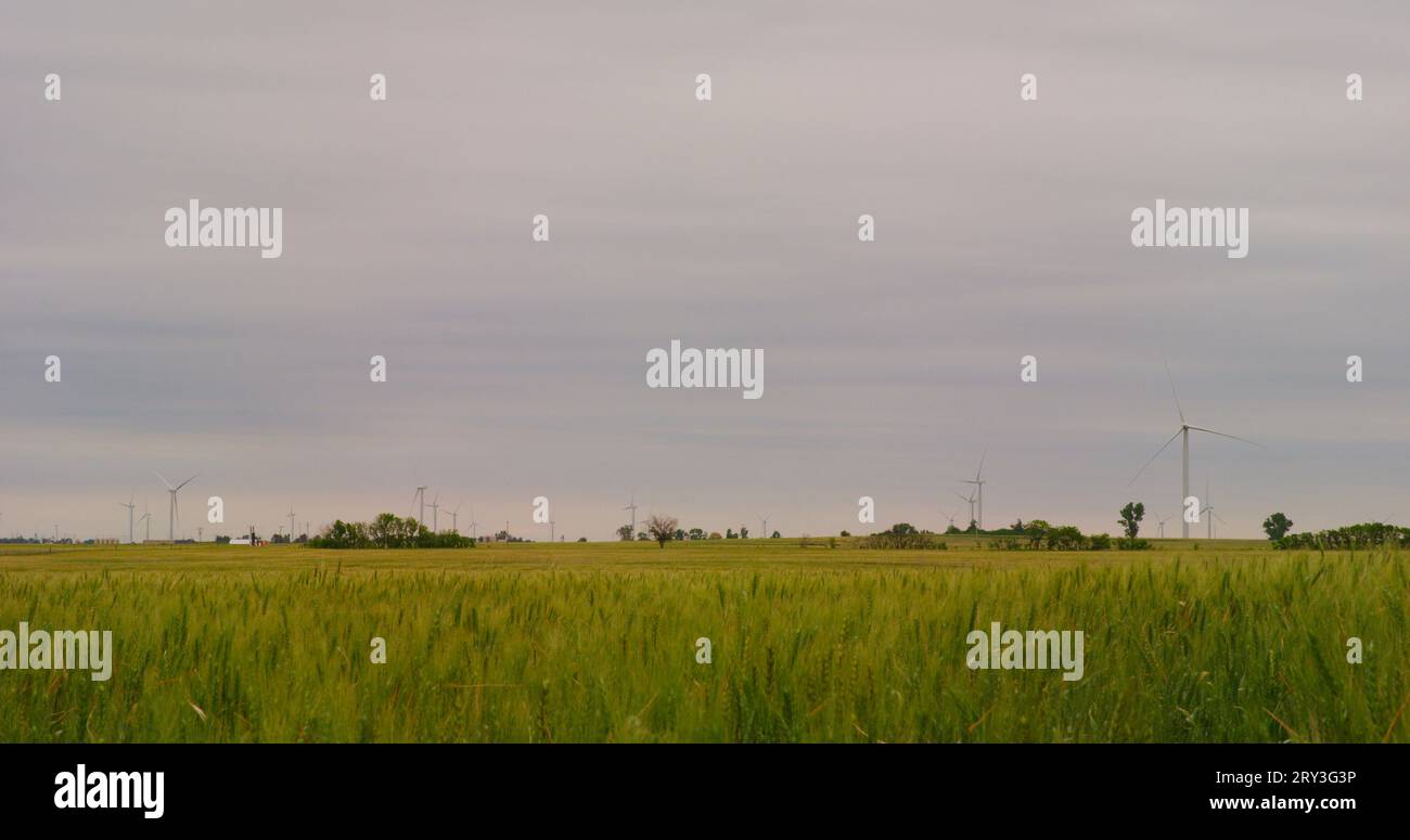 Des éoliennes se dressent au-dessus d'un champ de blé vert et sous un ciel gris sans relief. Banque D'Images
