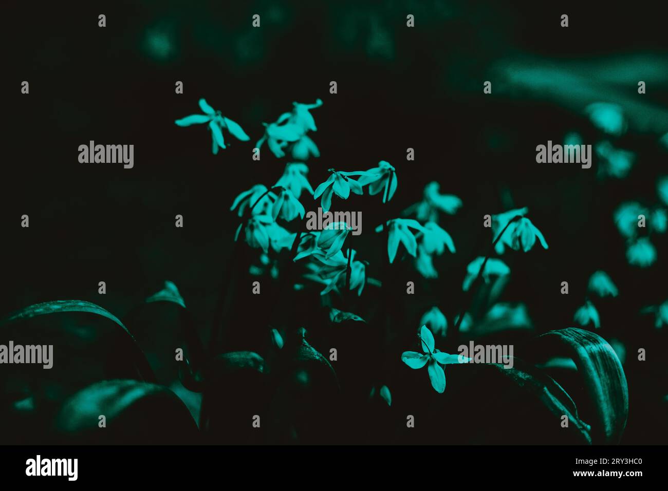 Une belle vue des fleurs bleues scilla qui fleurissent au crépuscule du début du printemps. La beauté naturelle du printemps et le m fugace mais captivant Banque D'Images