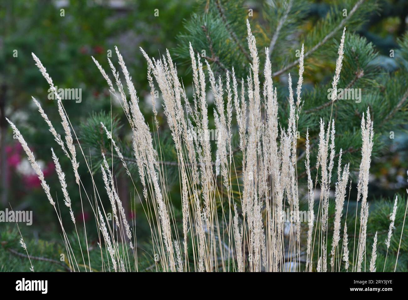 Calamagrostis epigejos - plante céréalière pérenne de steppe dans un aménagement paysager Banque D'Images
