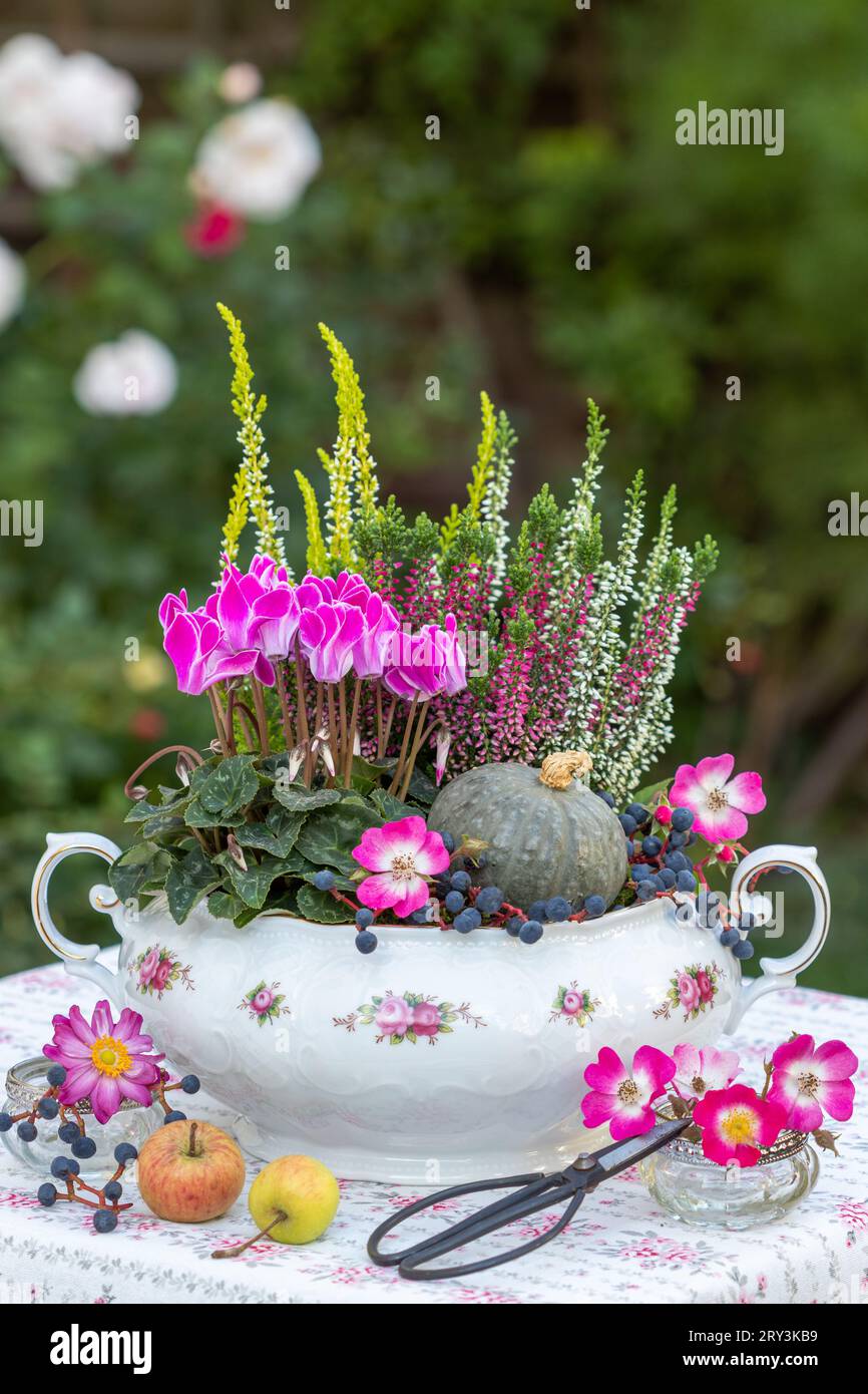 cyclamen rose, fleur de bruyère et pimpkin dans une soupe vintage Banque D'Images