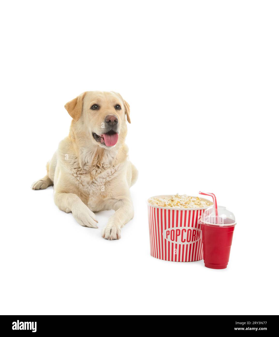 Chien Labrador mignon avec seau de pop-corn et tasse de soda couché sur fond blanc Banque D'Images