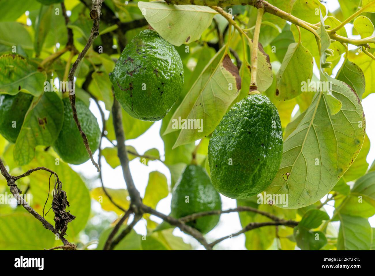 Fruit cultivant un arbre Avocado, Persea americana, dans la réserve archéologique de Caracol dans les hautes terres du Belize. Banque D'Images